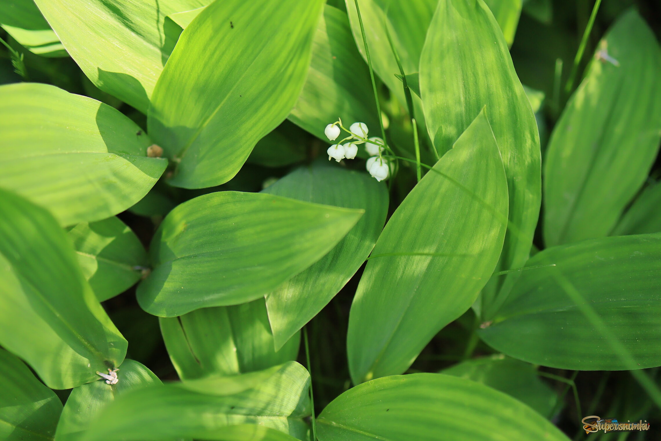 682fedc6d8041174dd6389ae