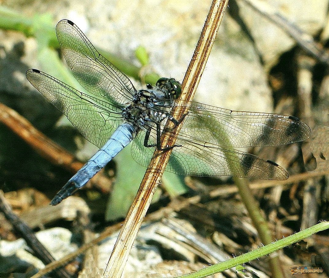 Летают зоркие стрекозы