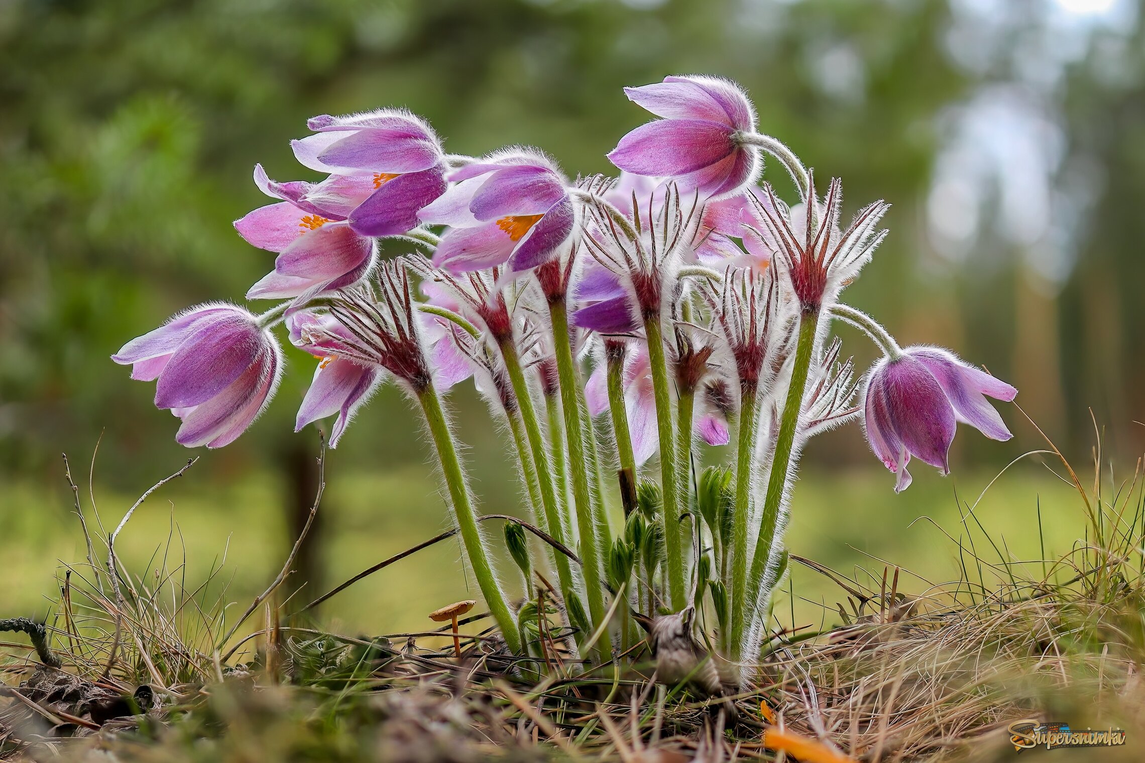 Пушистая нежность