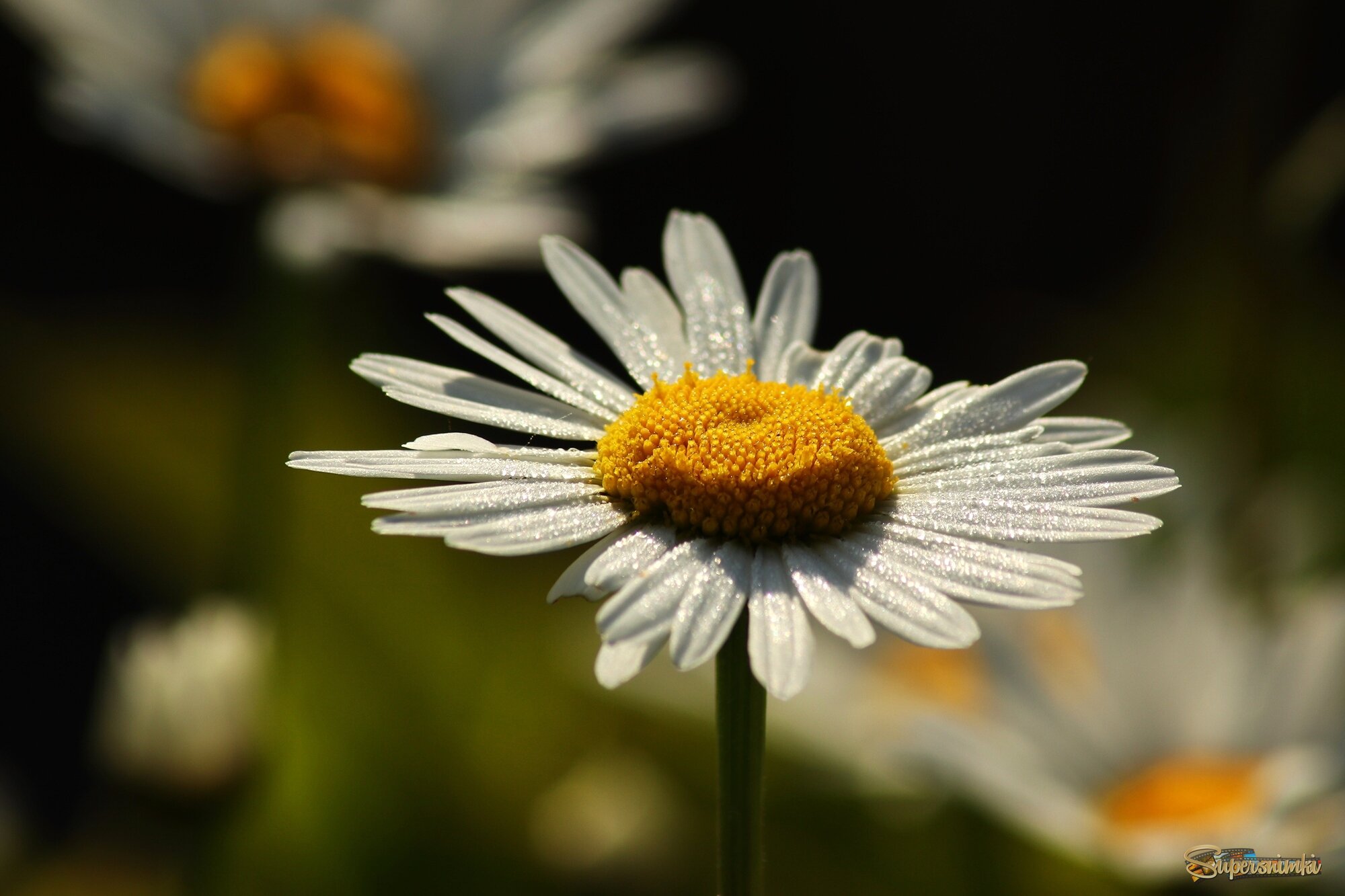 Майское утро