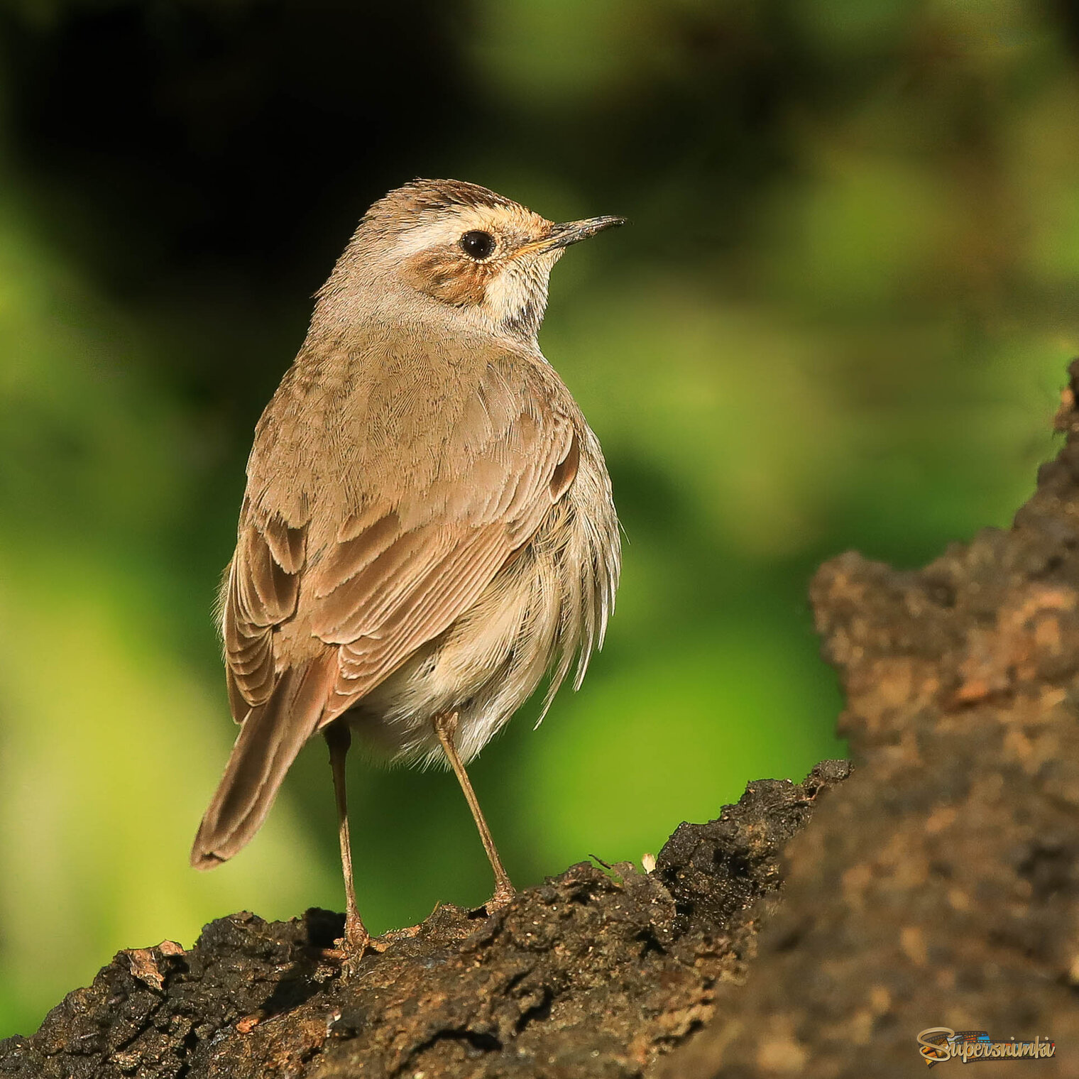 В поисках личинок