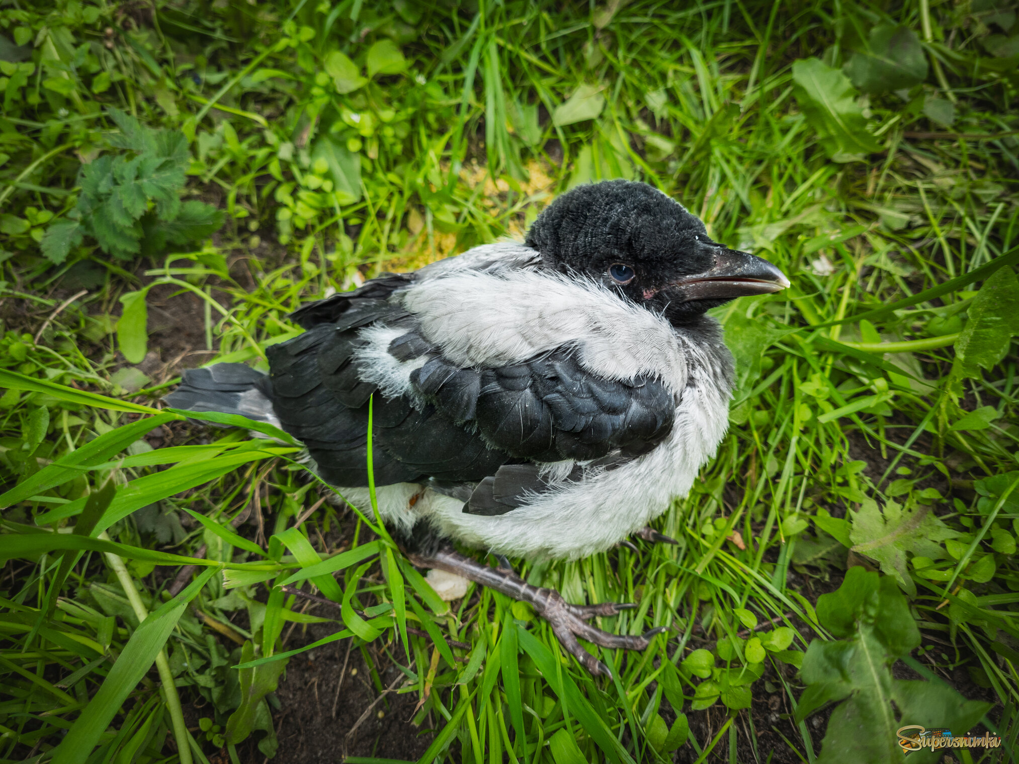 Где мои  родители?