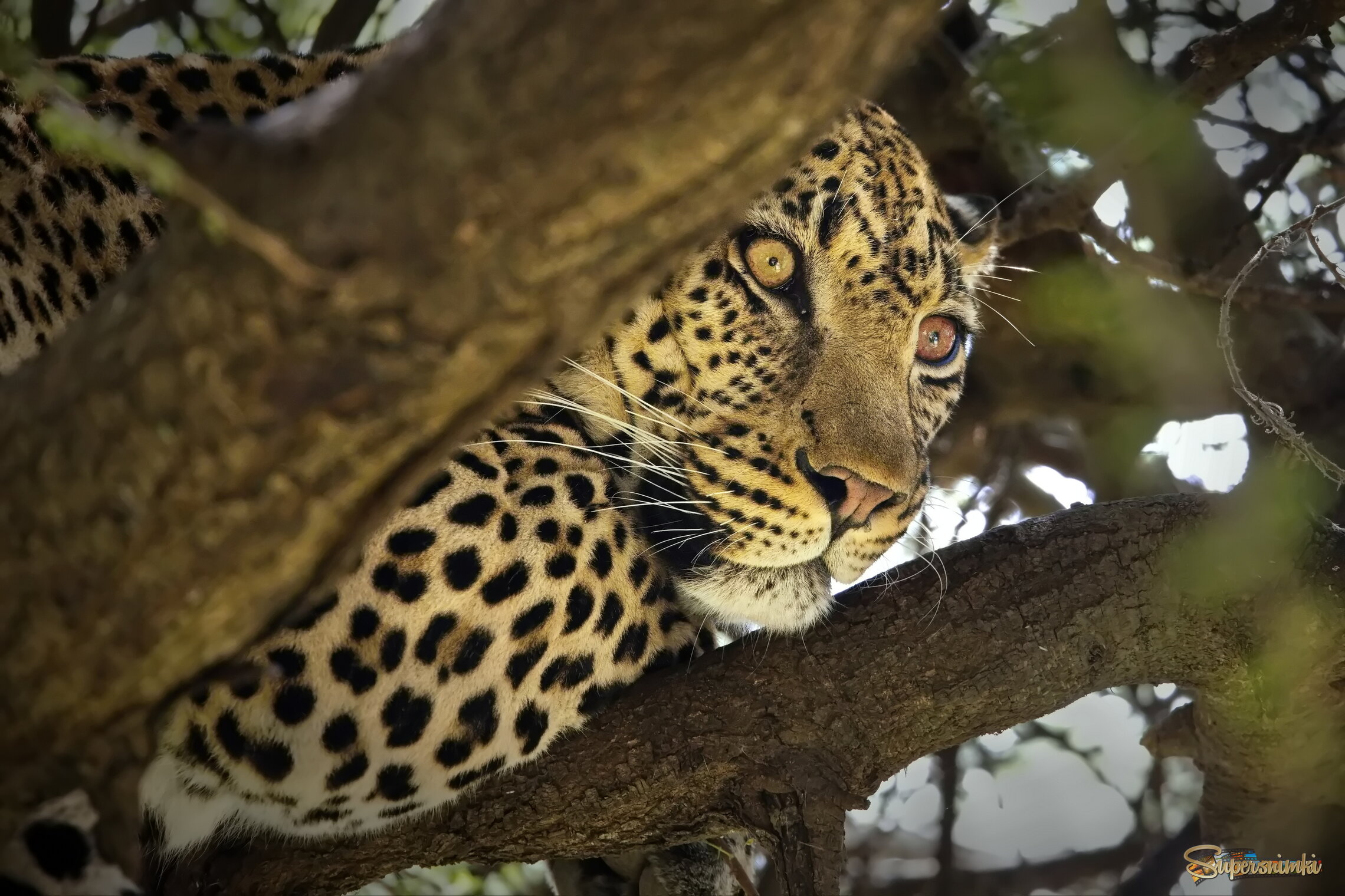 Наблюдатель