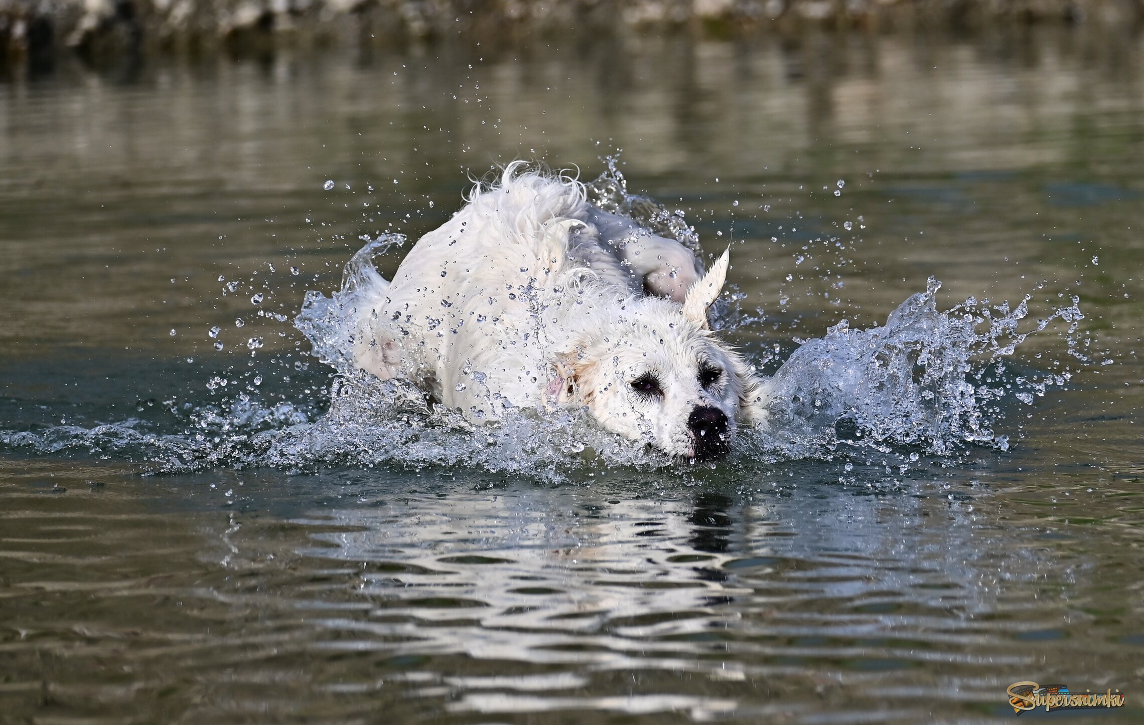 Водяная Алита 