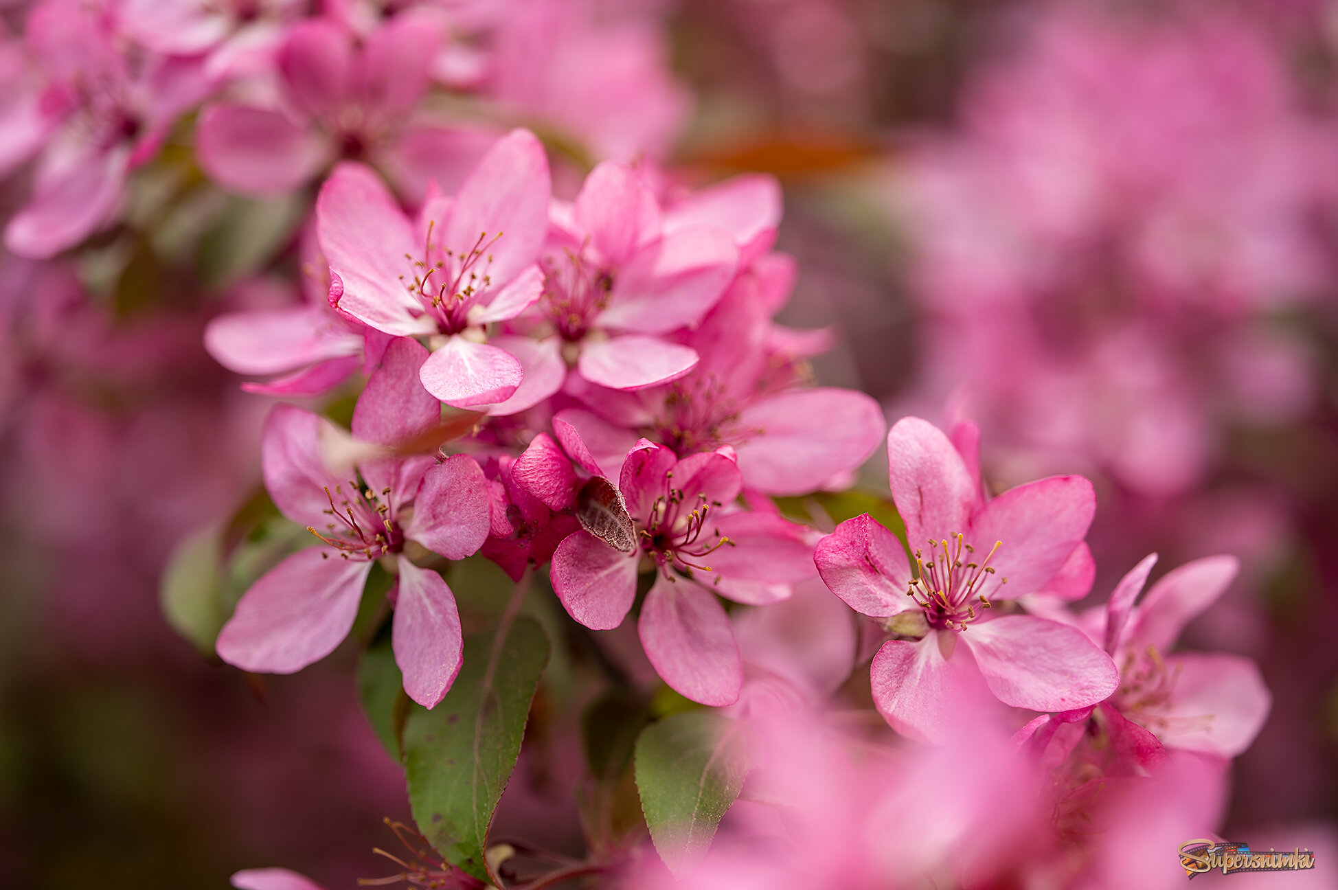 6831c653b5c5fa1ab46389ae