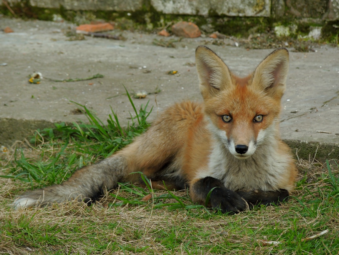 Внимательный.