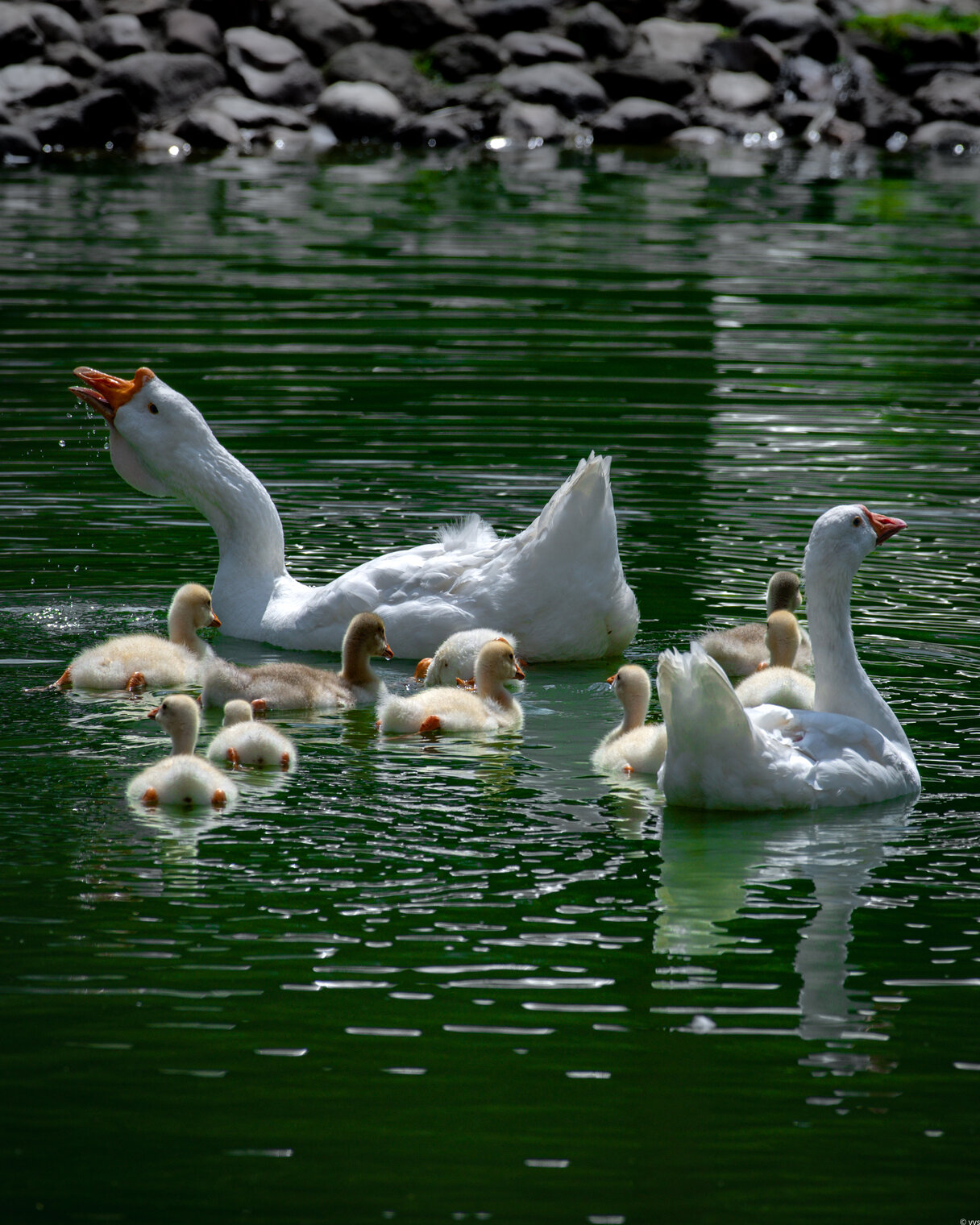 На фоне камушков снимается семейство.