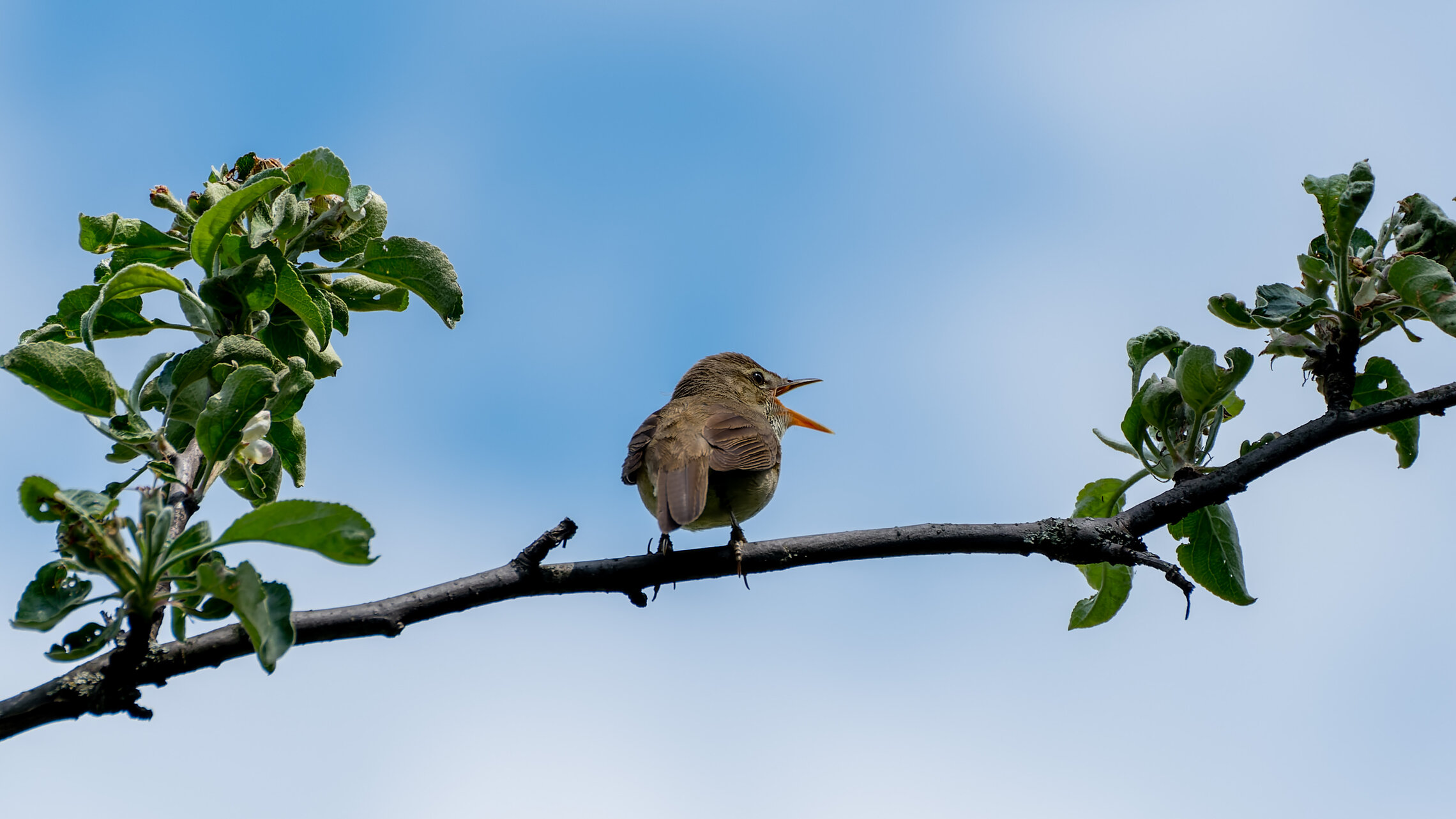 Портфолио зеленой пересмешки ?