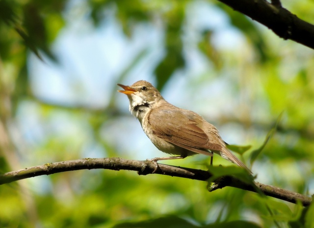 Среди зелени.