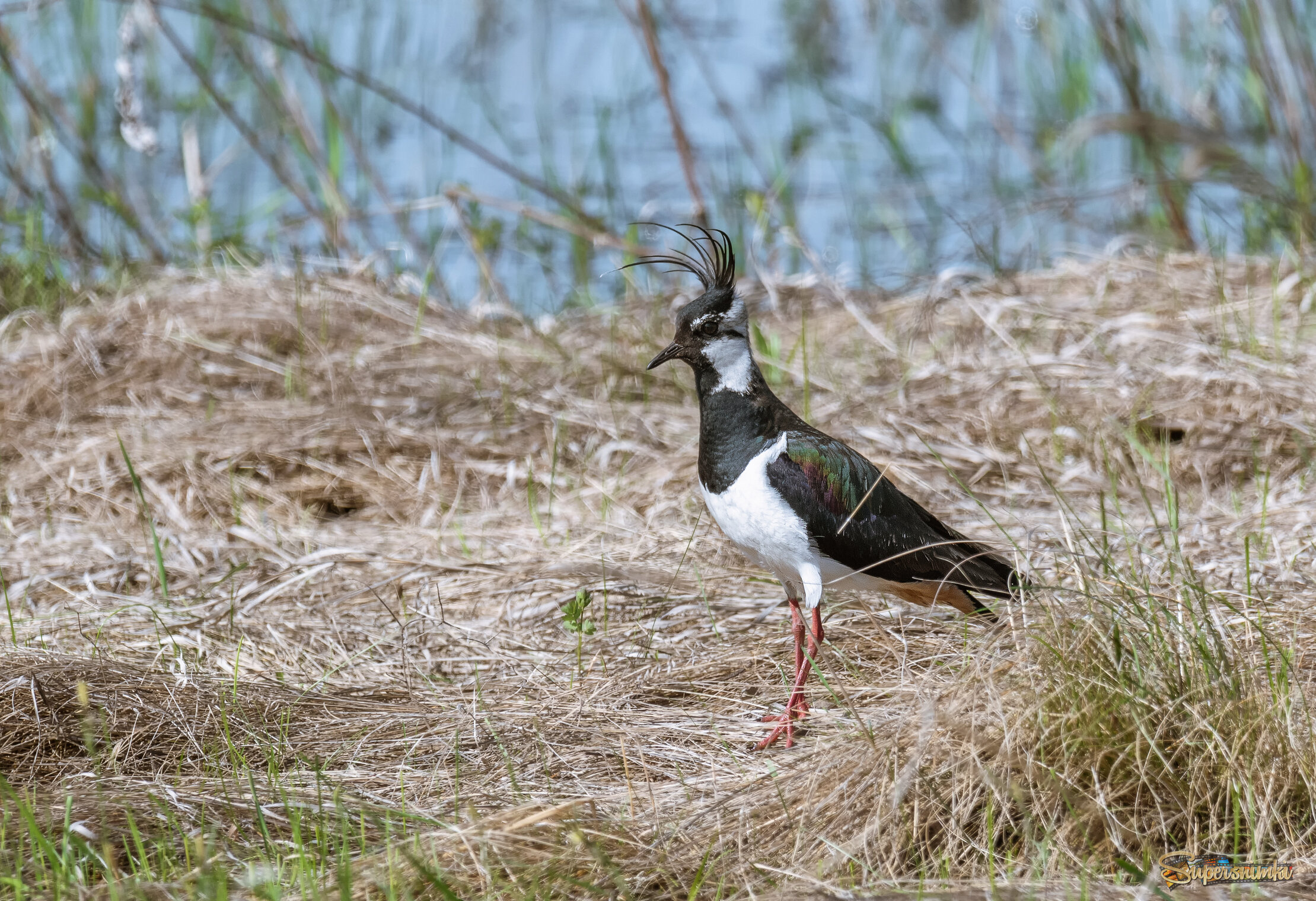 ВЕНЦЕНОСНАЯ ОСОБА
