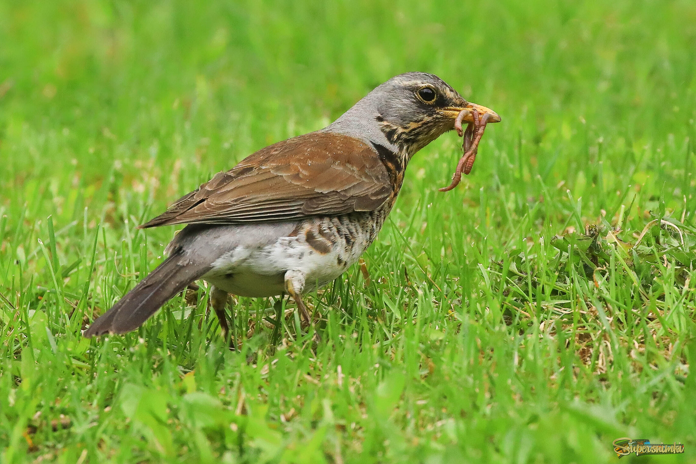 Птенцы ждут обед