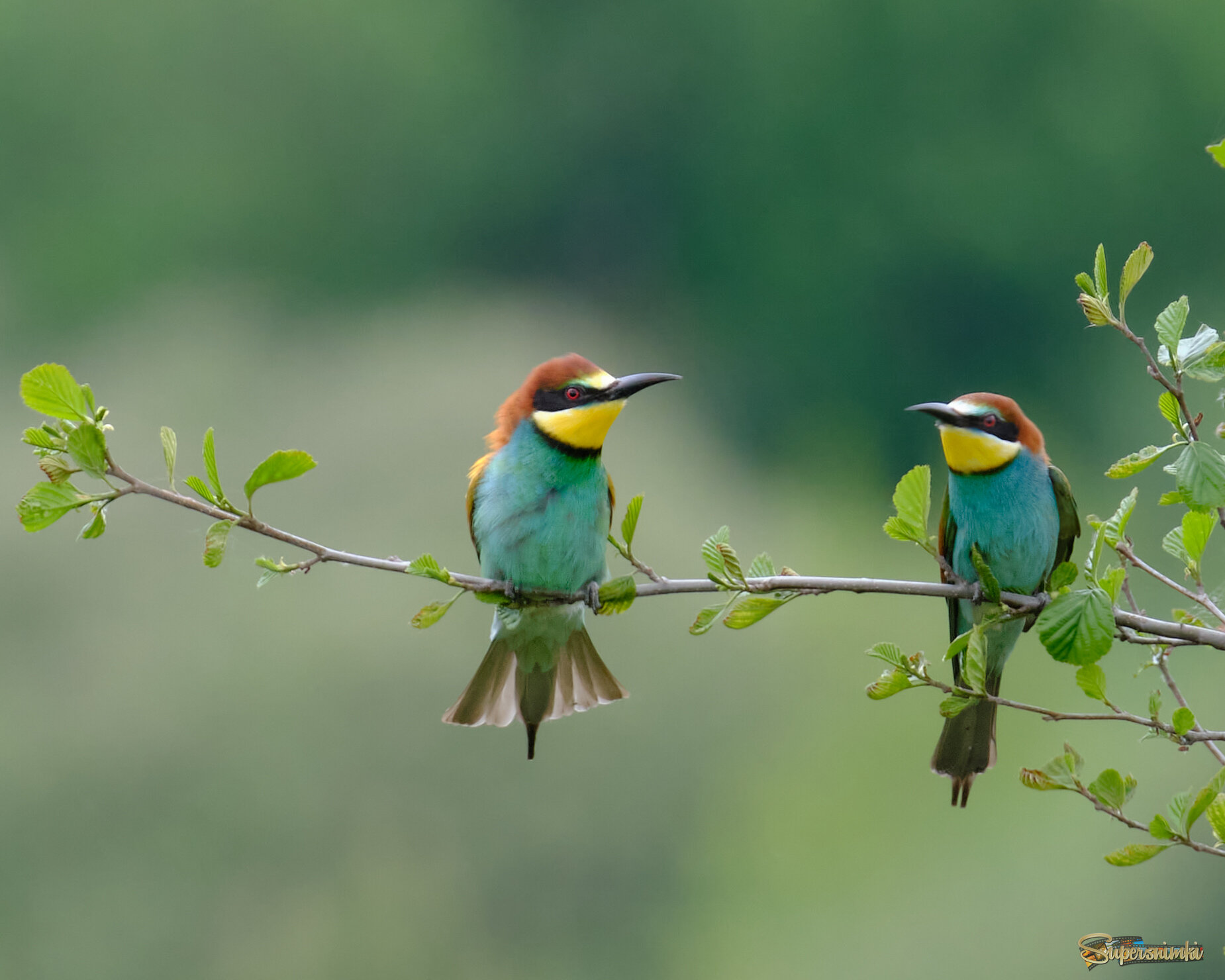 Золотистые щурки 