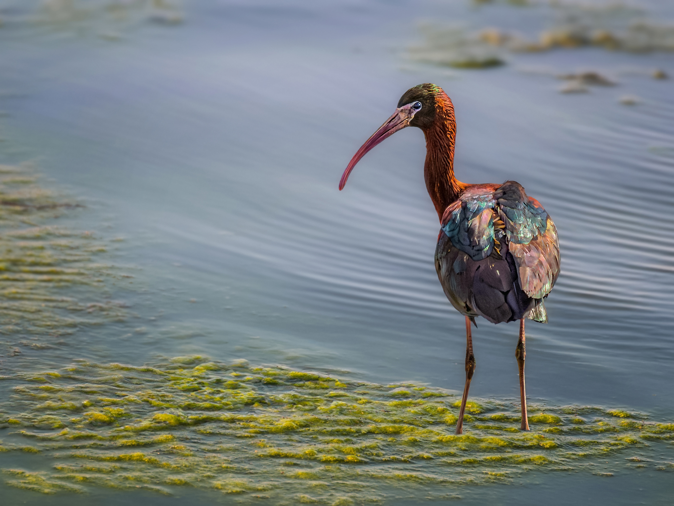 На любимом болоте