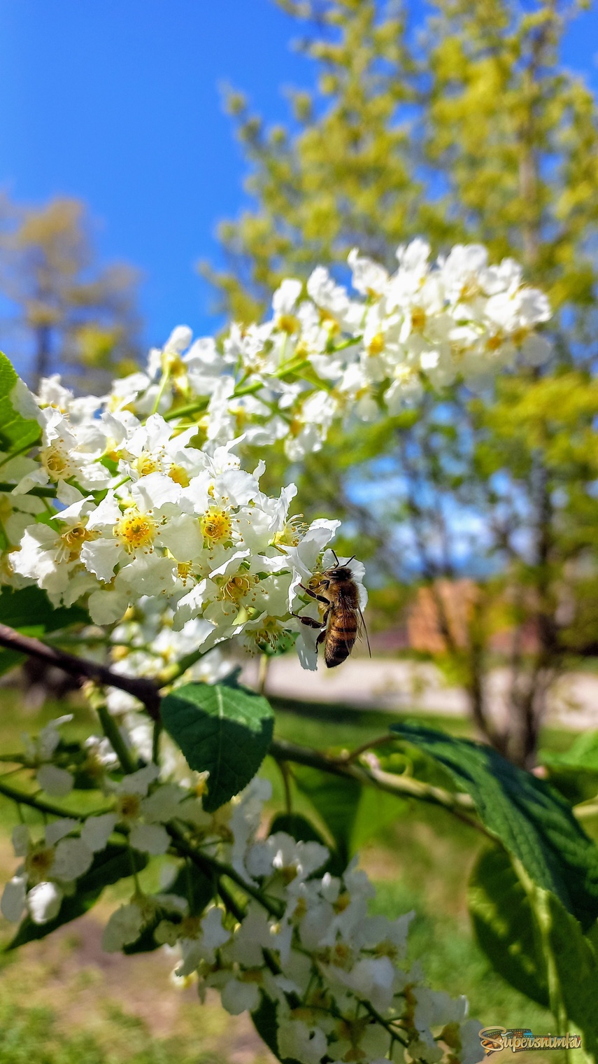 68324531d216a213d26389ae