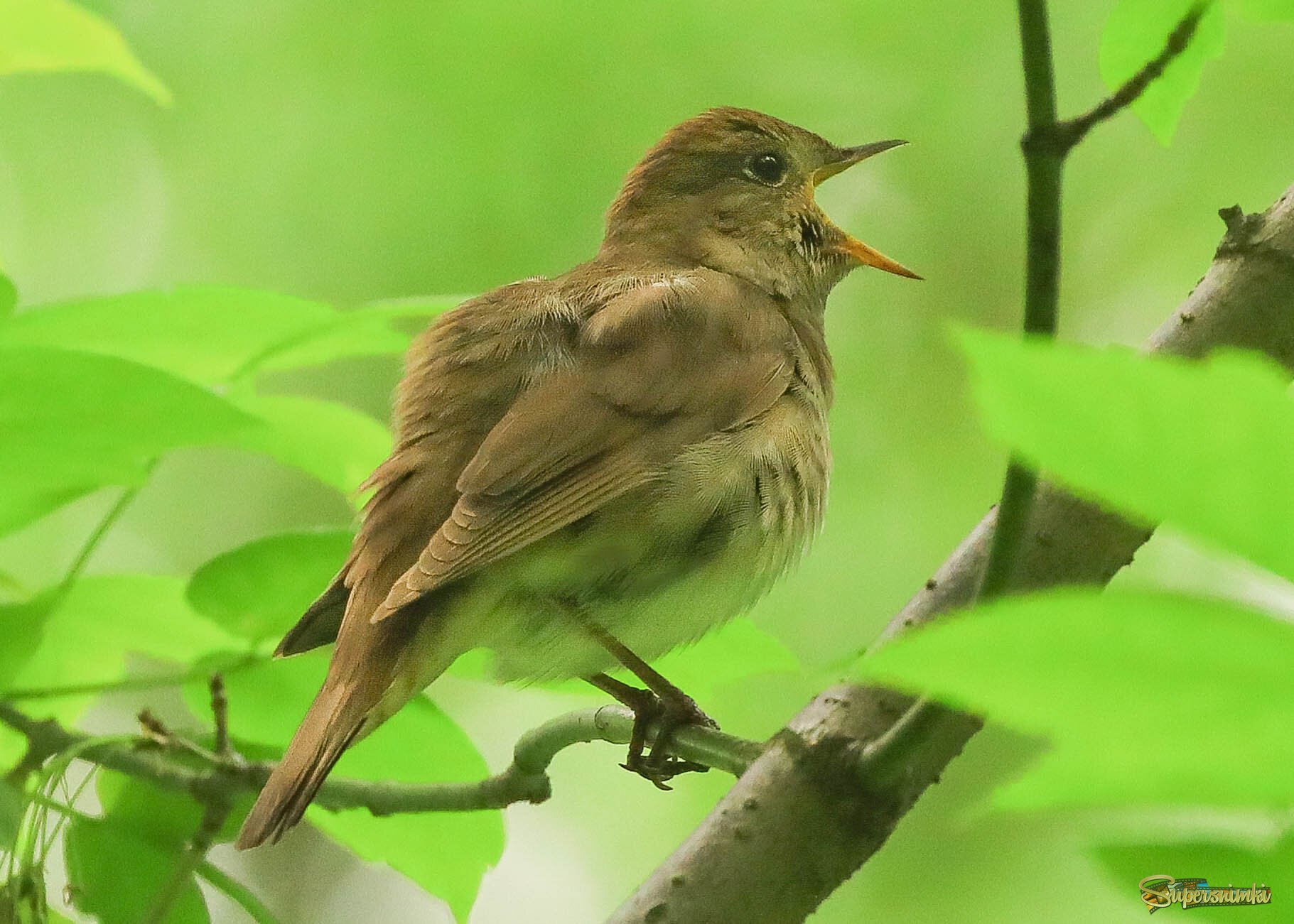 Голос важнее внешности