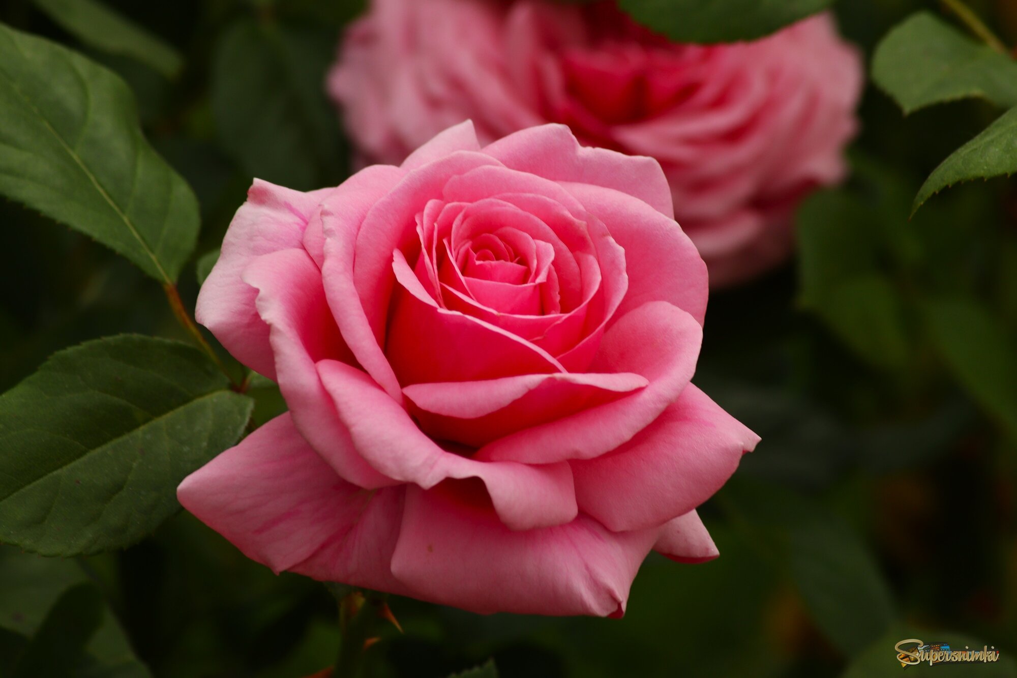 Доброе утро