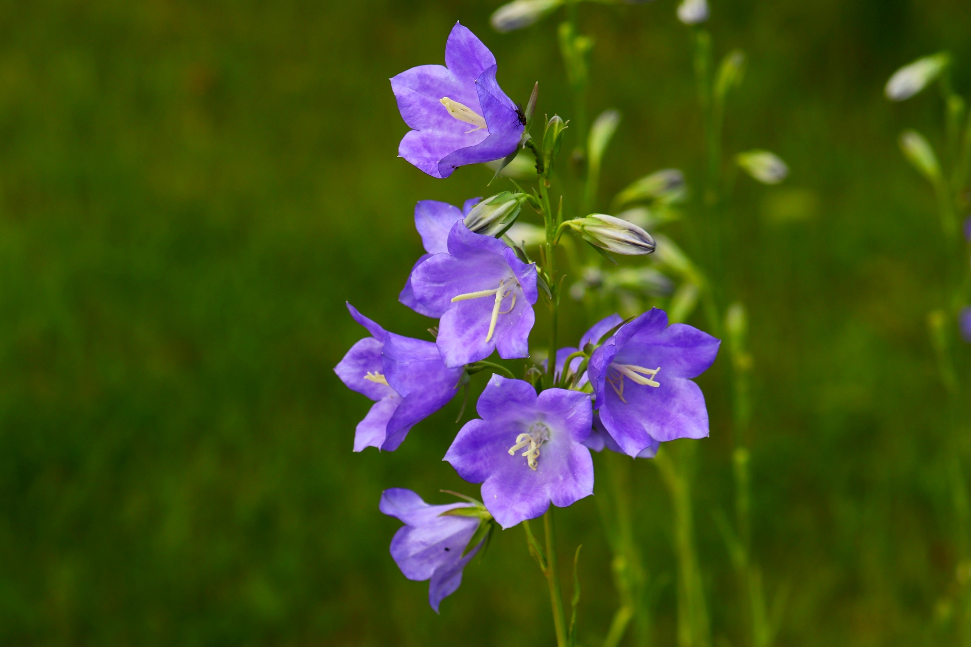 Динь-динь-динь, динь-динь-динь — колокольчик звенел, этот звон, этот звон о любви сладко пел.