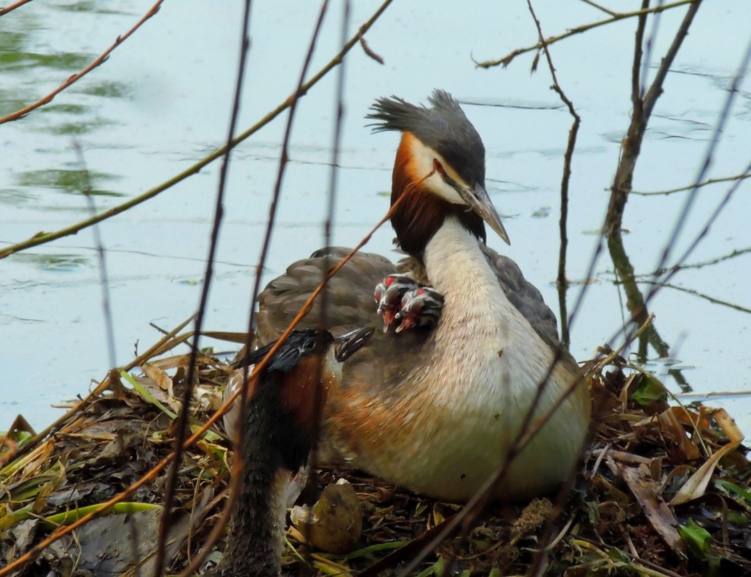 Обед и ужин.