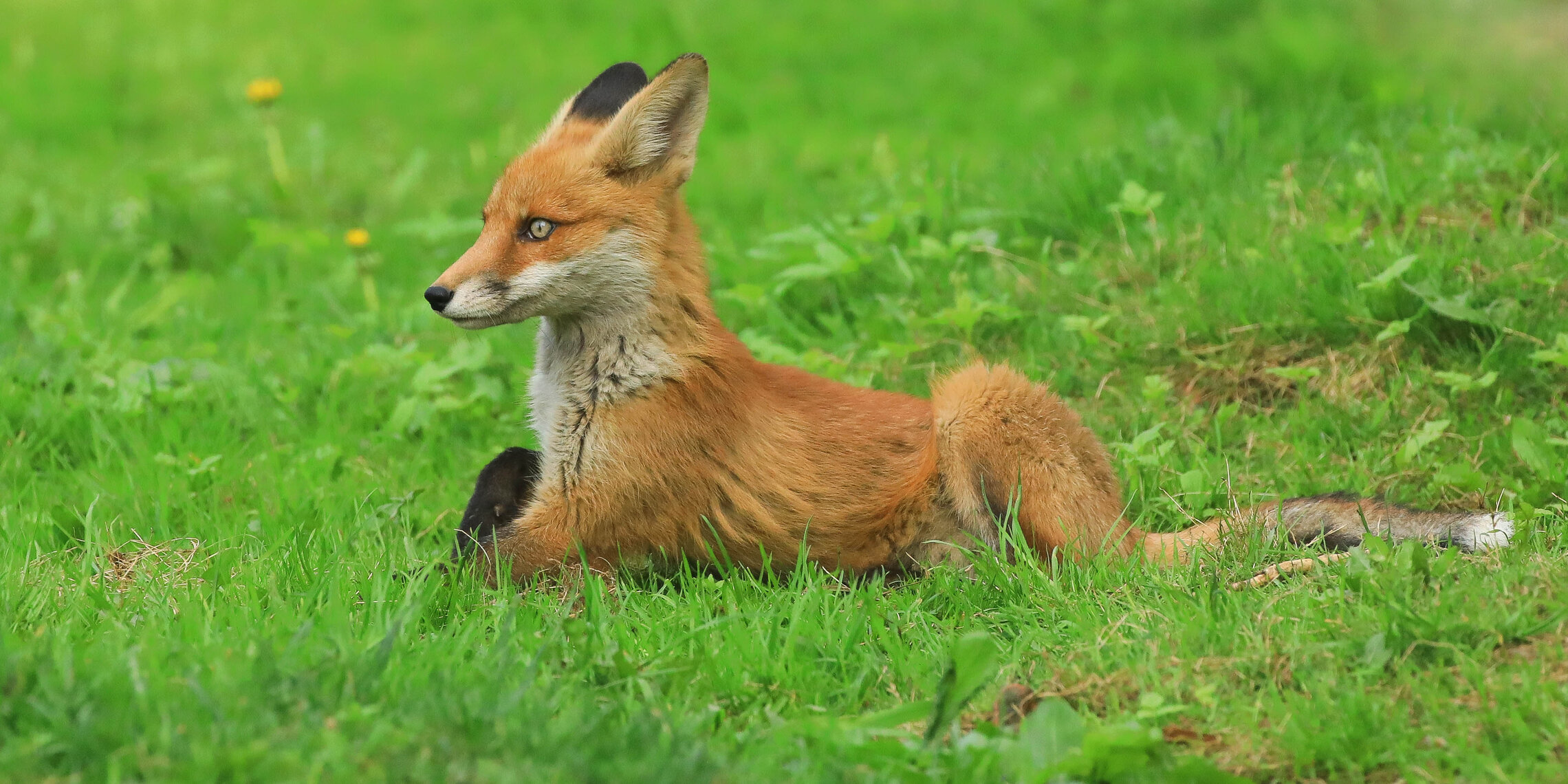 Полежу немного на травке 