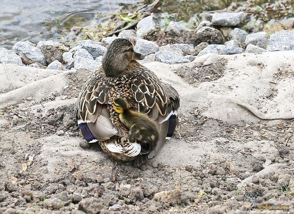 Мамаша и утенок