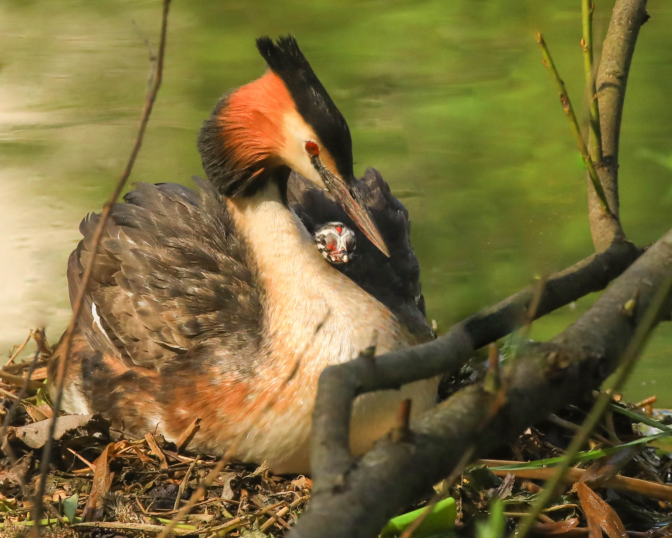 На гнезде с малышом