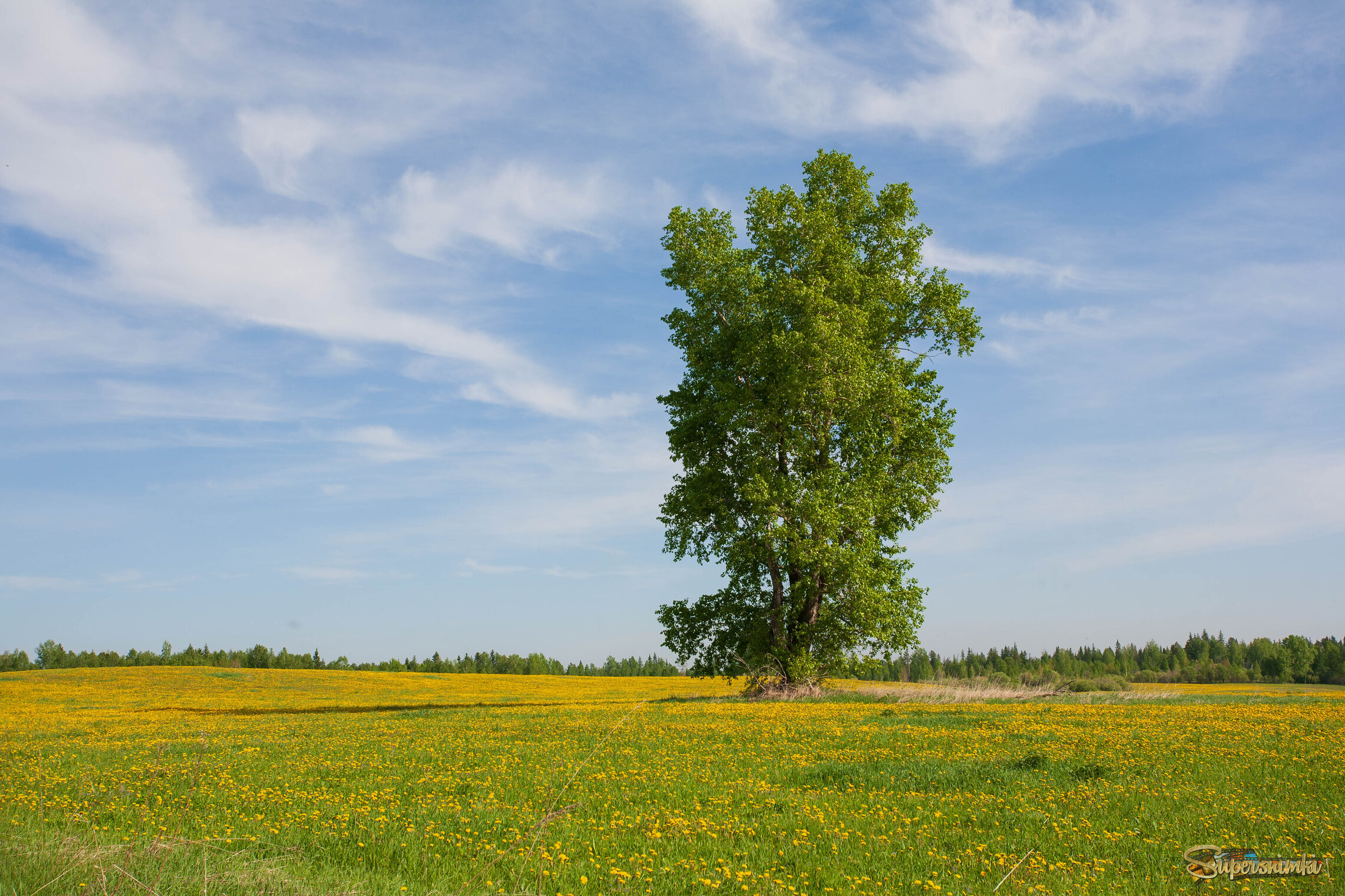 Могучий Осокорь.