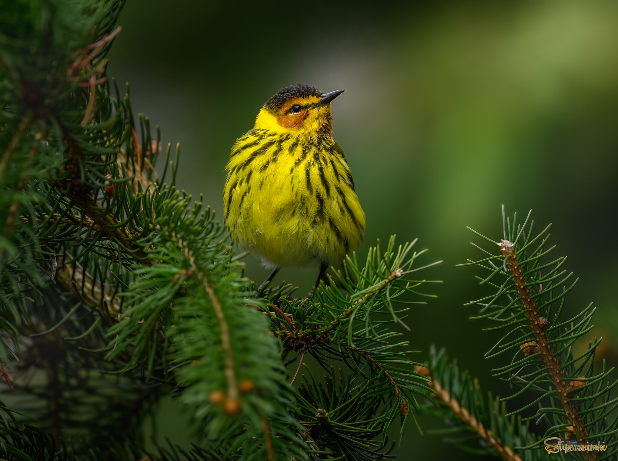 Cape May Warbler (m)