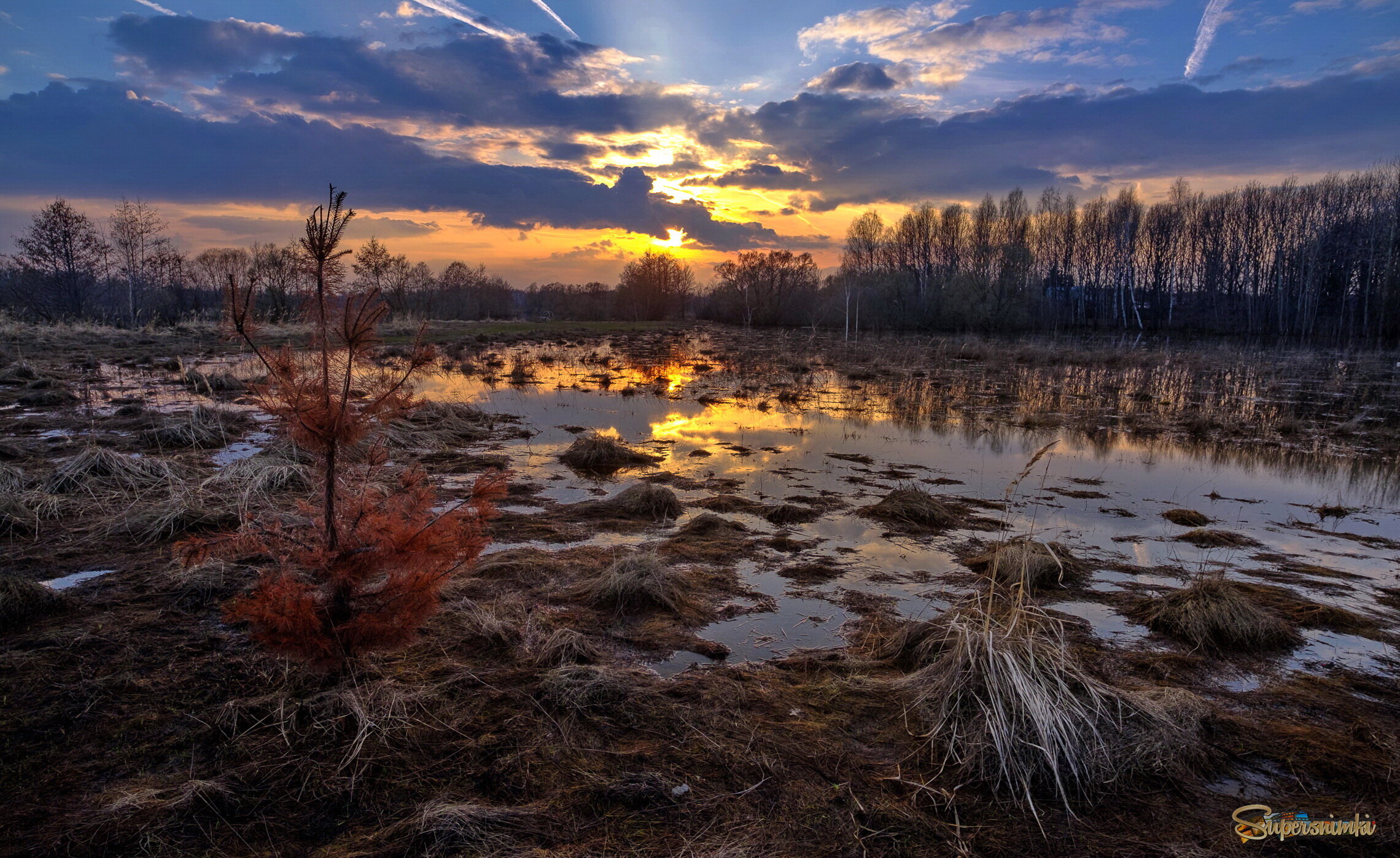 И вечнозелёное бывает не зелёным