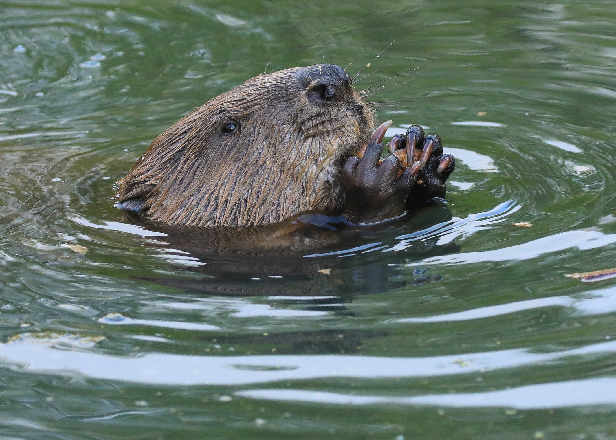 Знатный закусон )