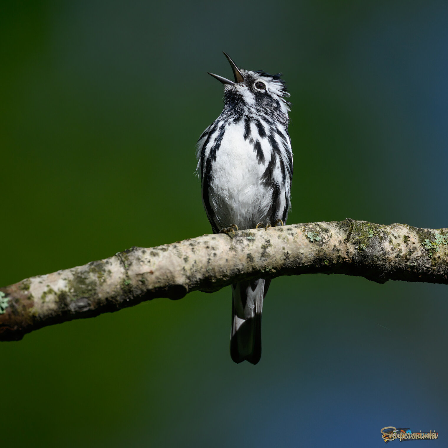 Black-and-white Warbler
