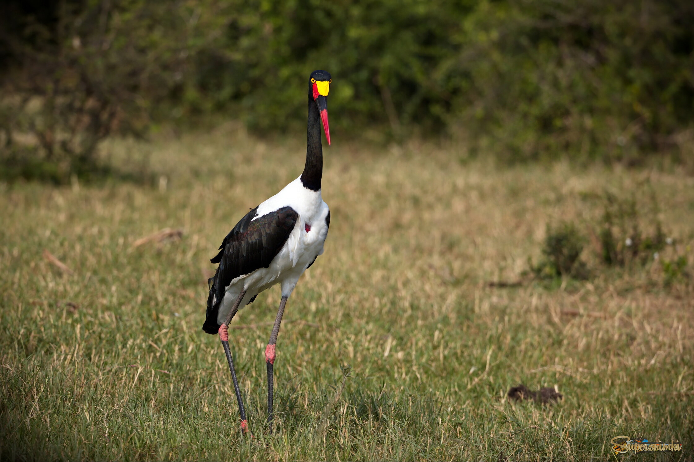 Седлоклювый ябиру