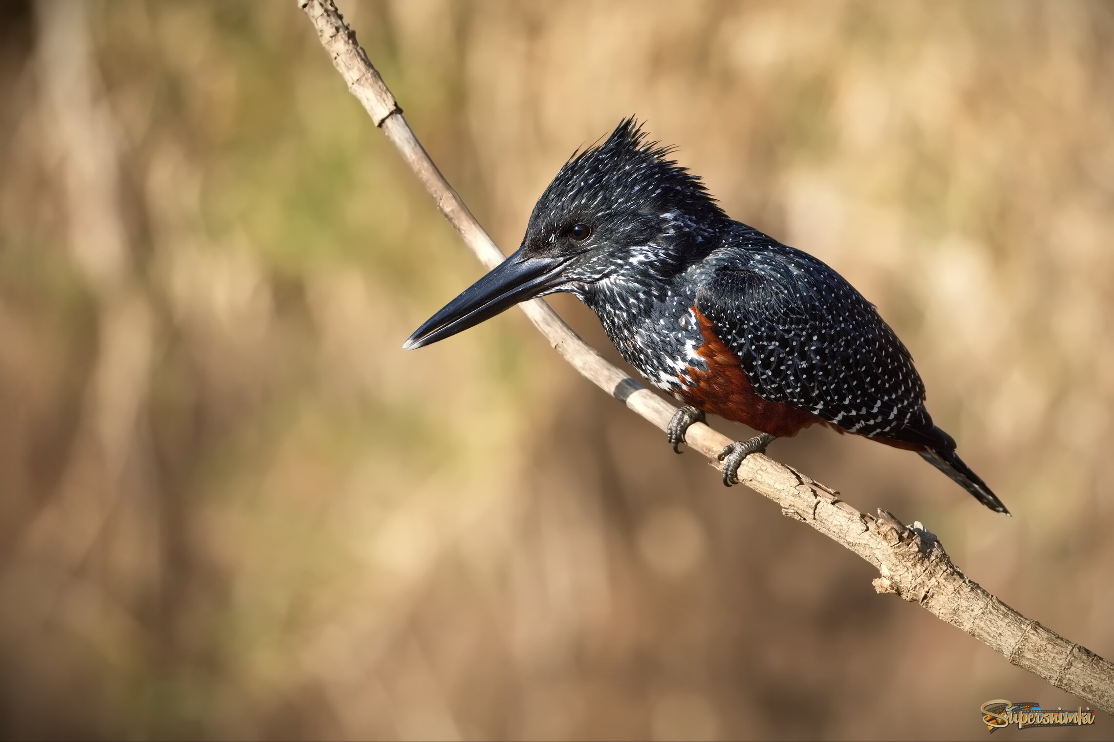 Гигантский пегий зимородок