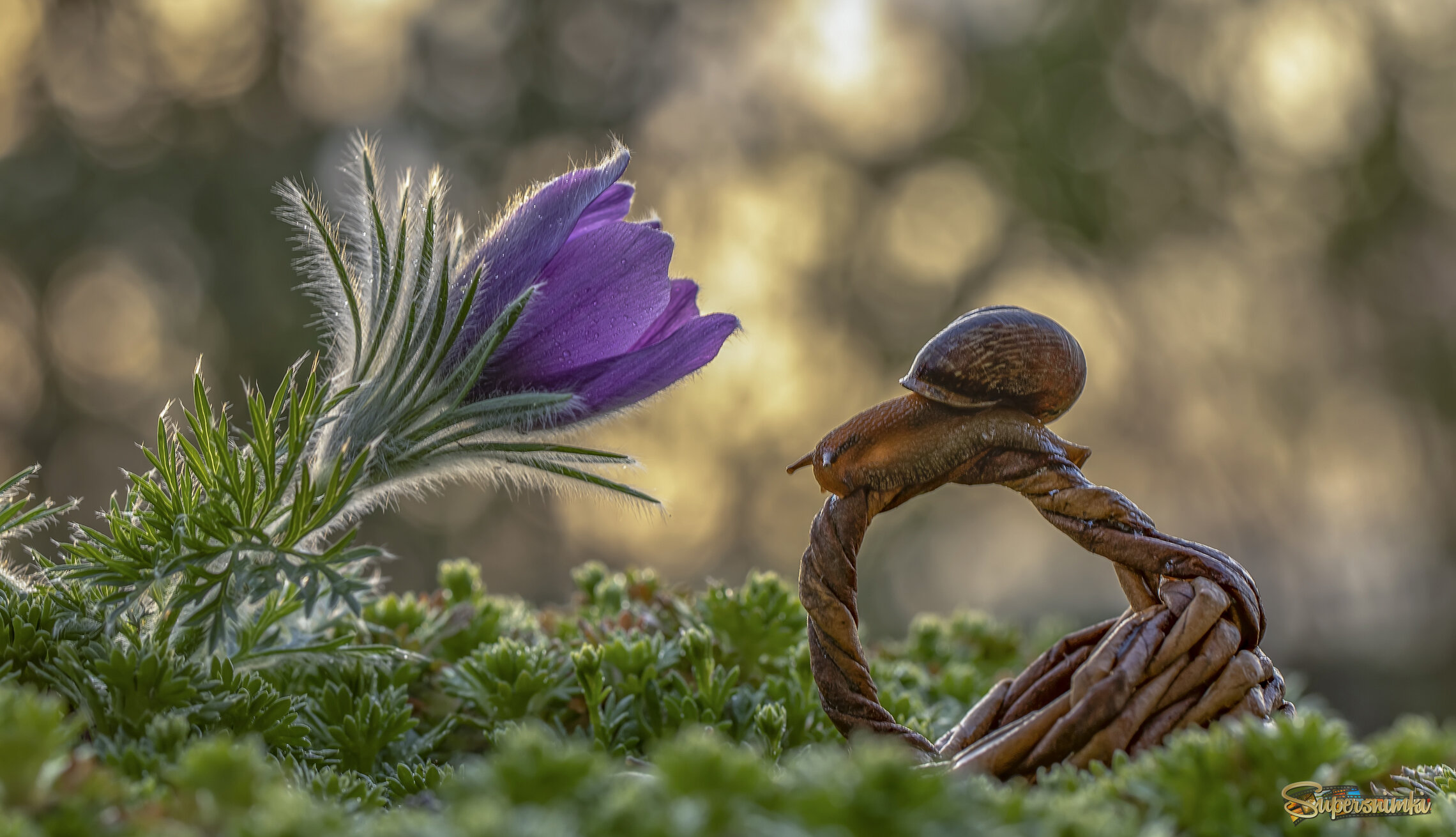 Путешественница