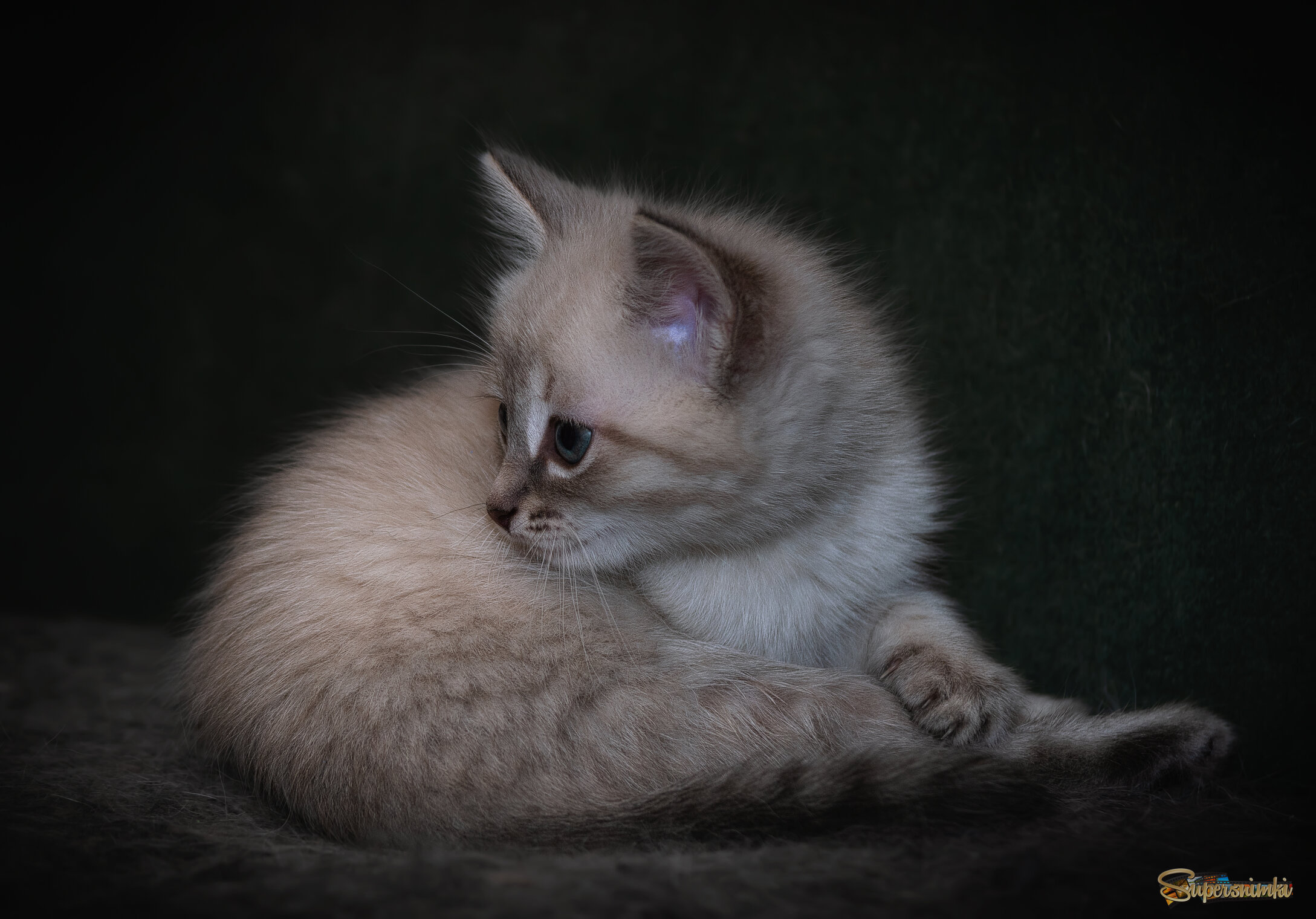 ПОРТРЕТ НЕЗНАКОМКИ