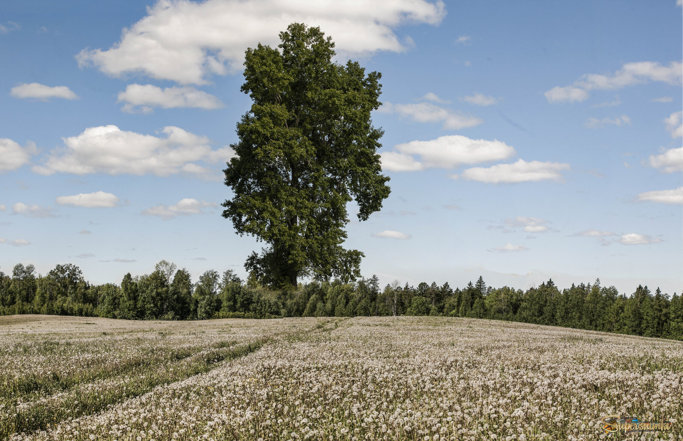 Свой среди лилипутов.