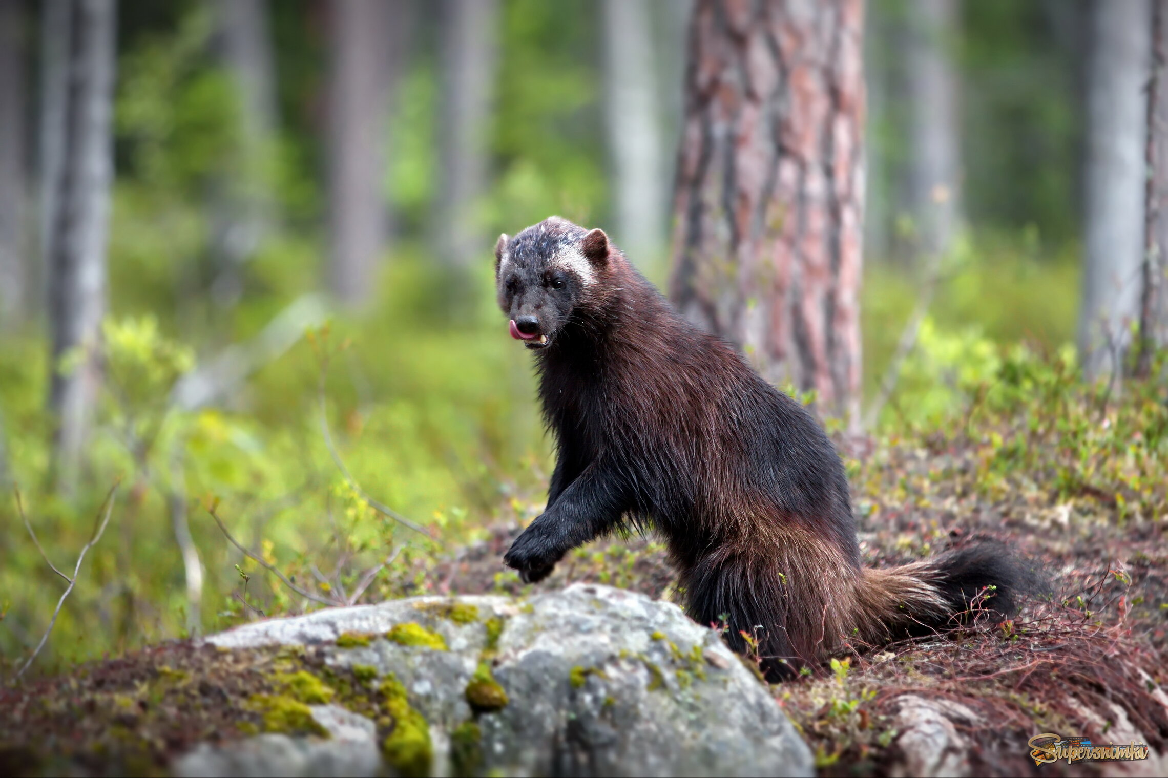 Грозный зверёк