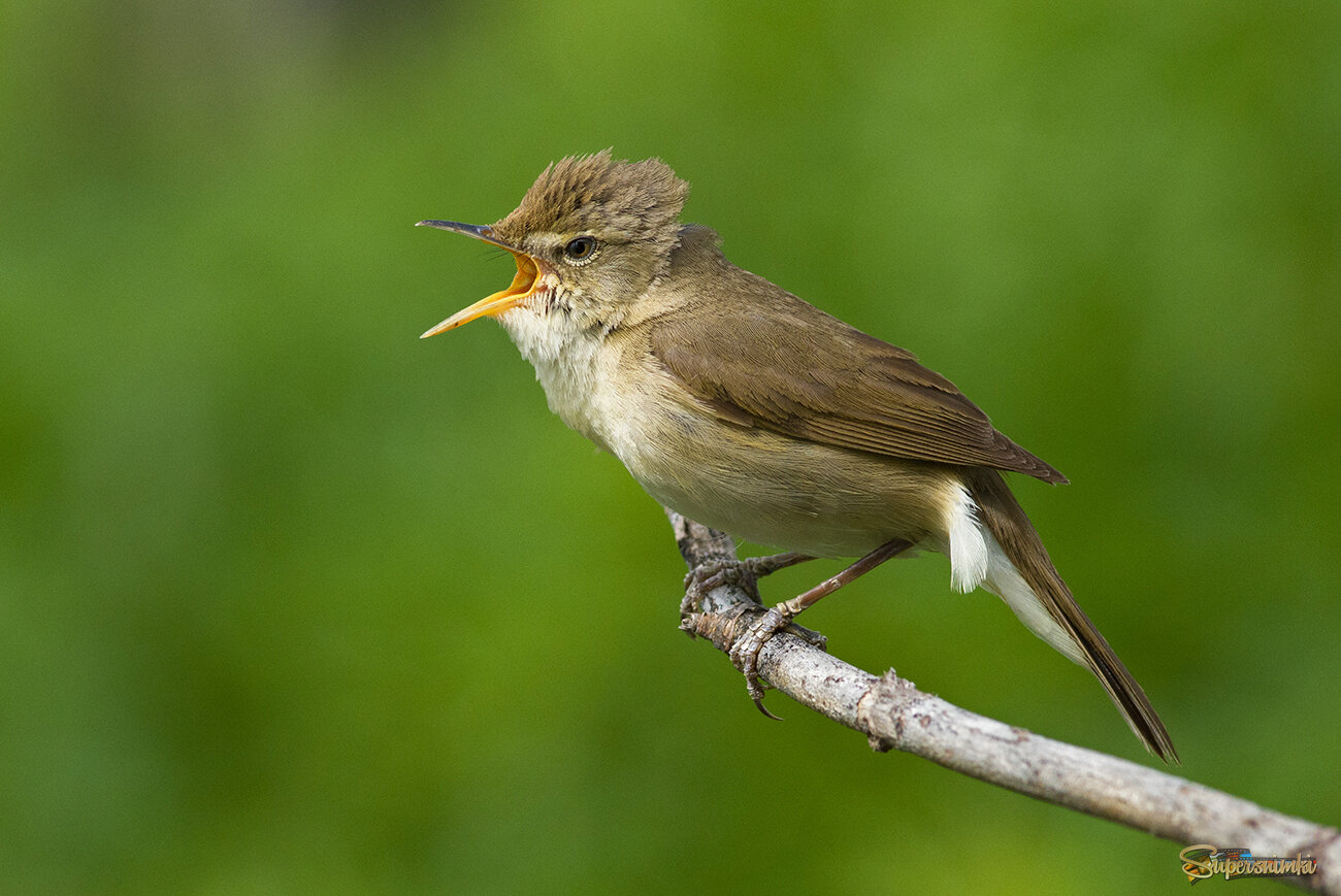 Садовая камышовка