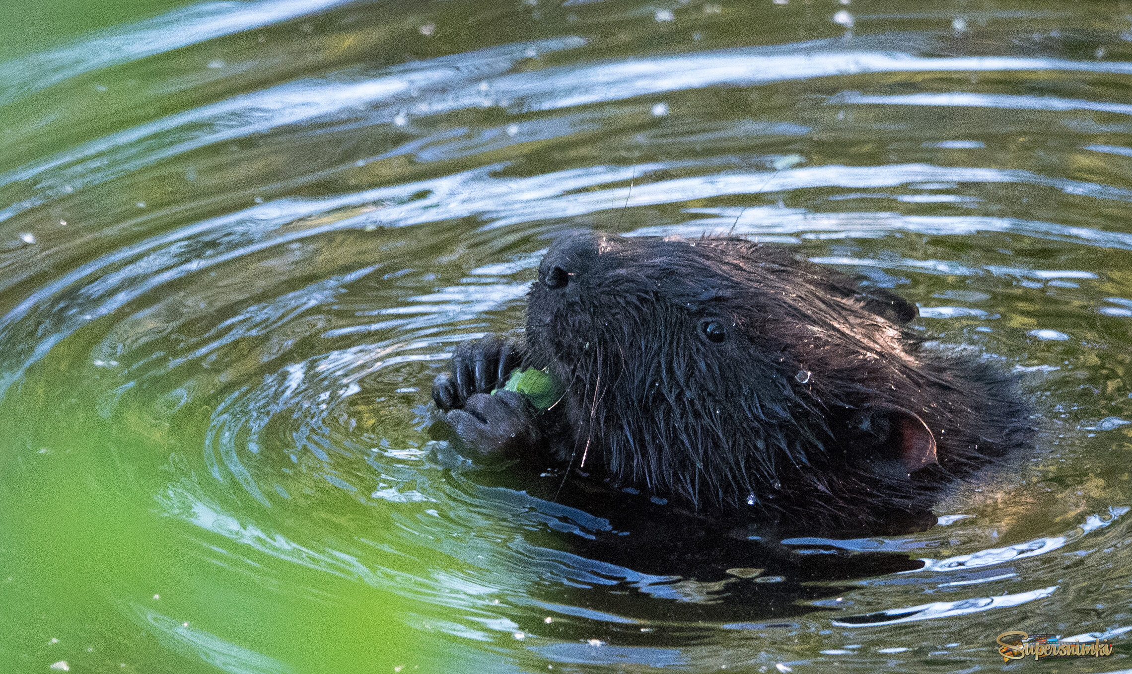 Десерт для бобра.