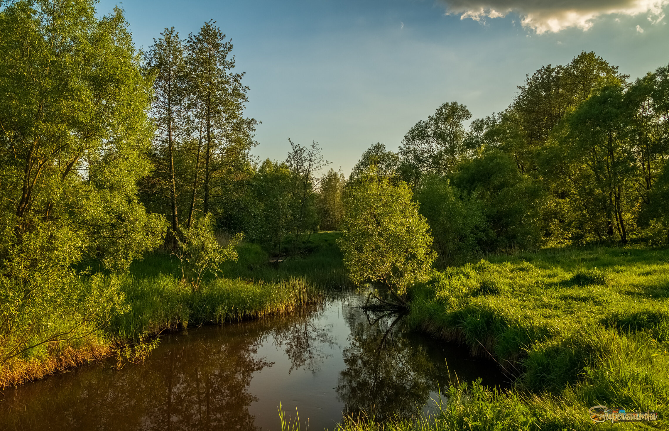 Родные берега 