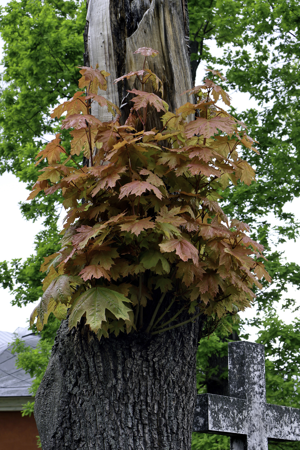 Донской ставропигиальный мужской монастырь