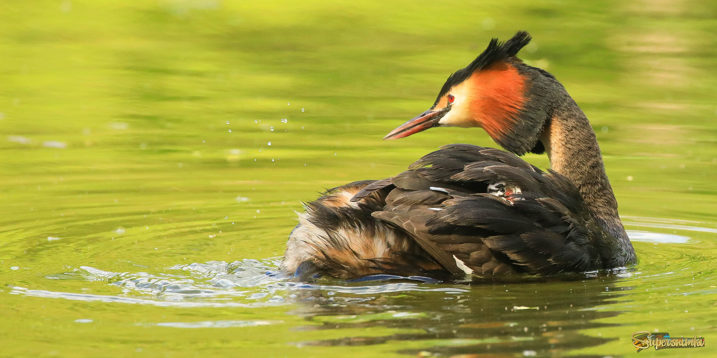 Кто там прячется?
