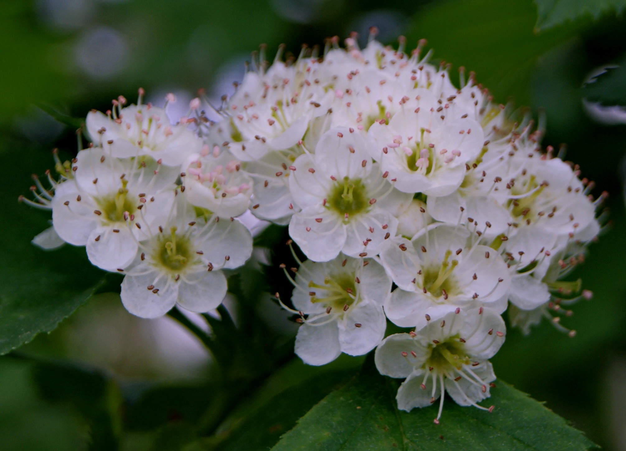 Соцветие боярышника.