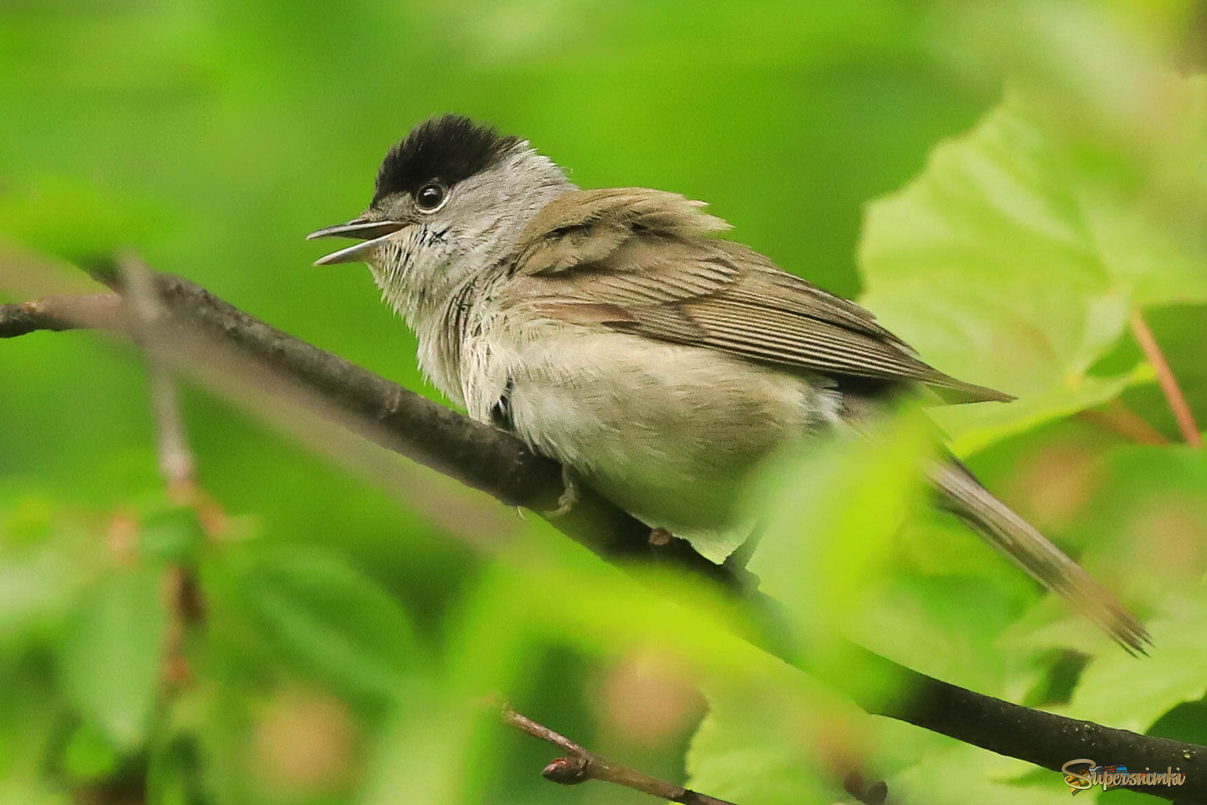 Удивительная песня