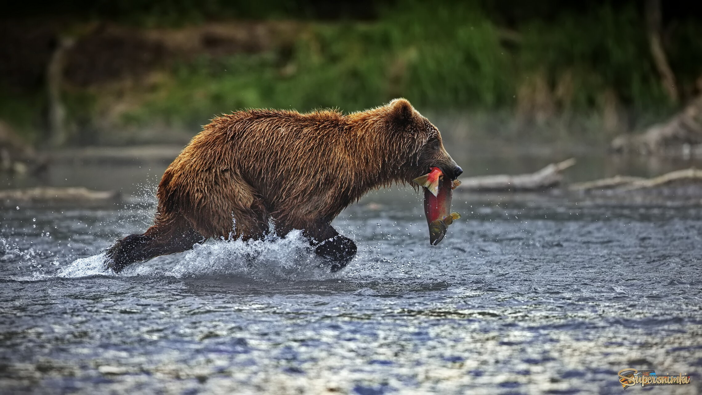 Унести и ноги, и рыбку!