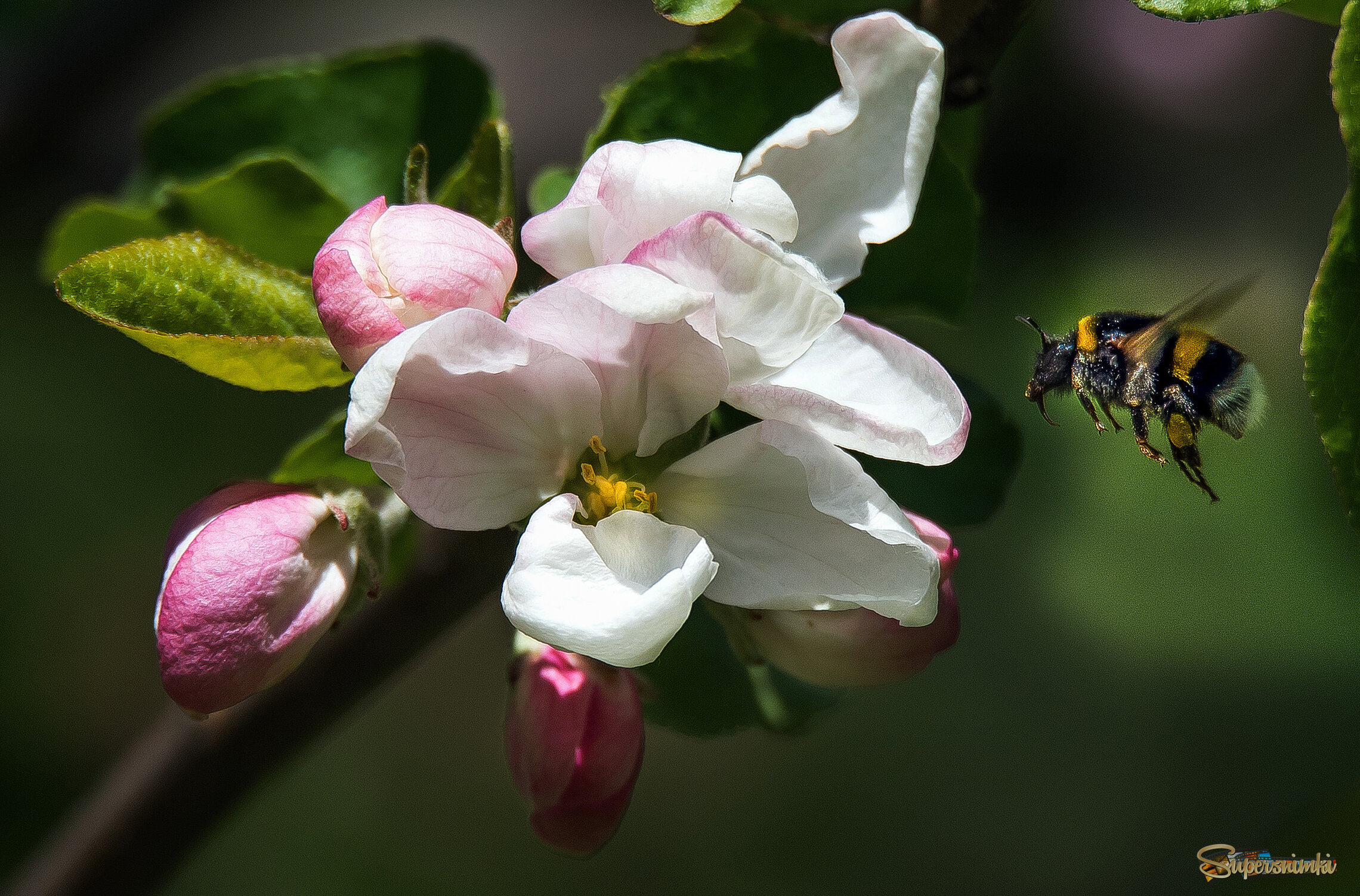 Пора цветения.