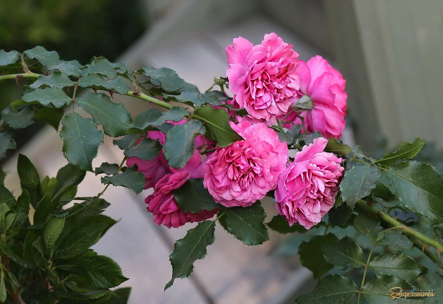 Душистые розы