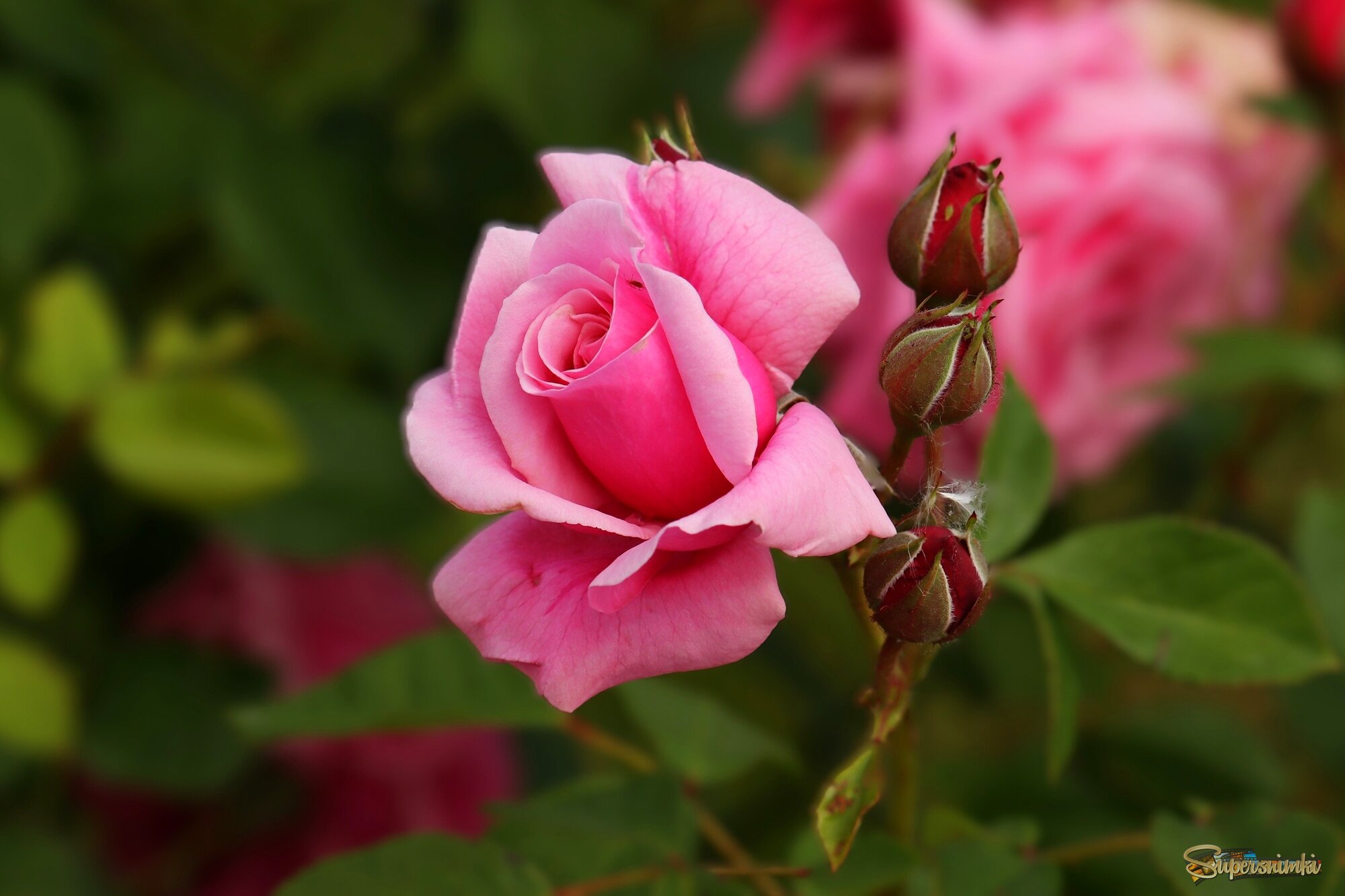 Доброе утро