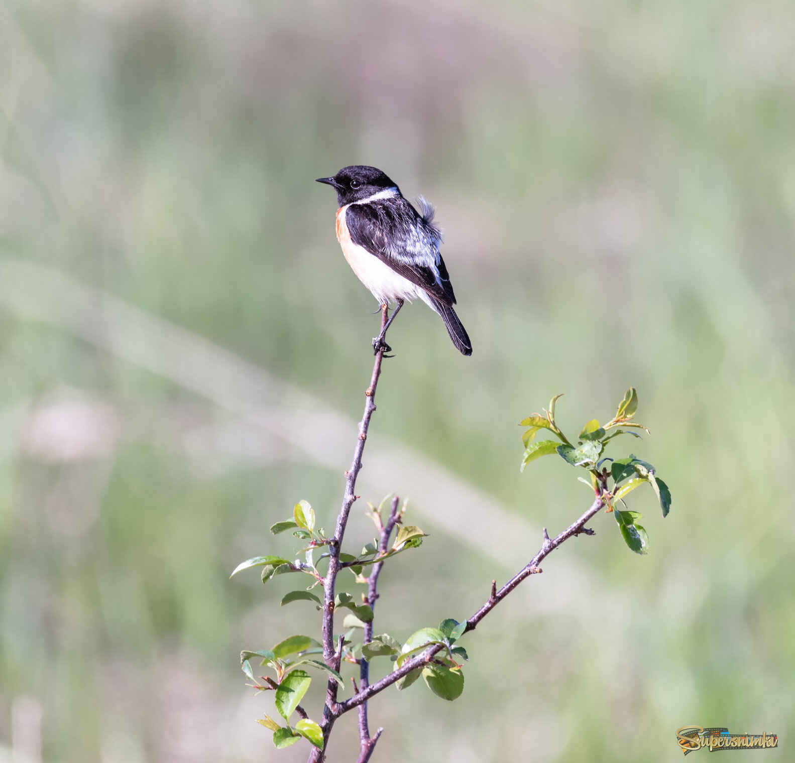 ОЖИДАЯ ЛЮБИМУЮ