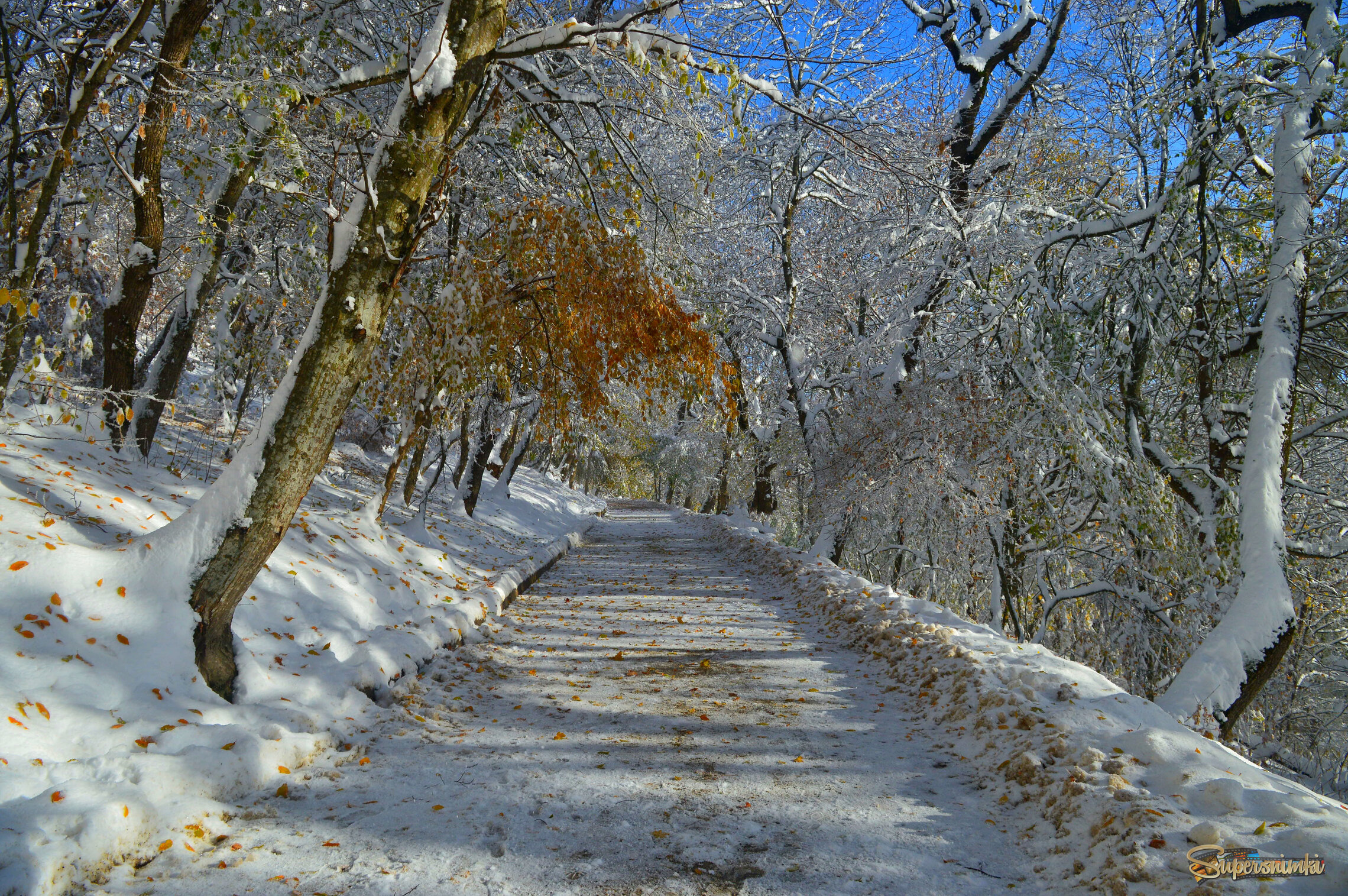 Солнечная осень....