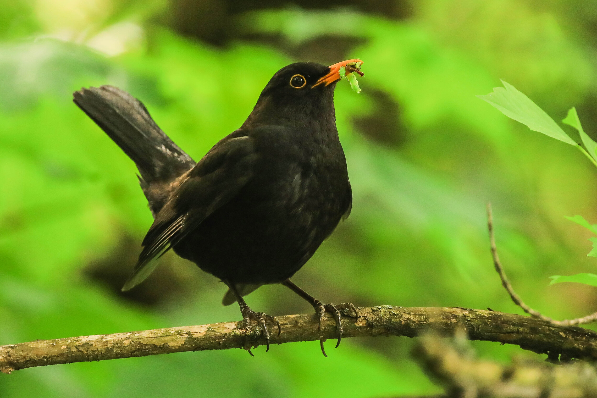 Папа-кормилец и певец!